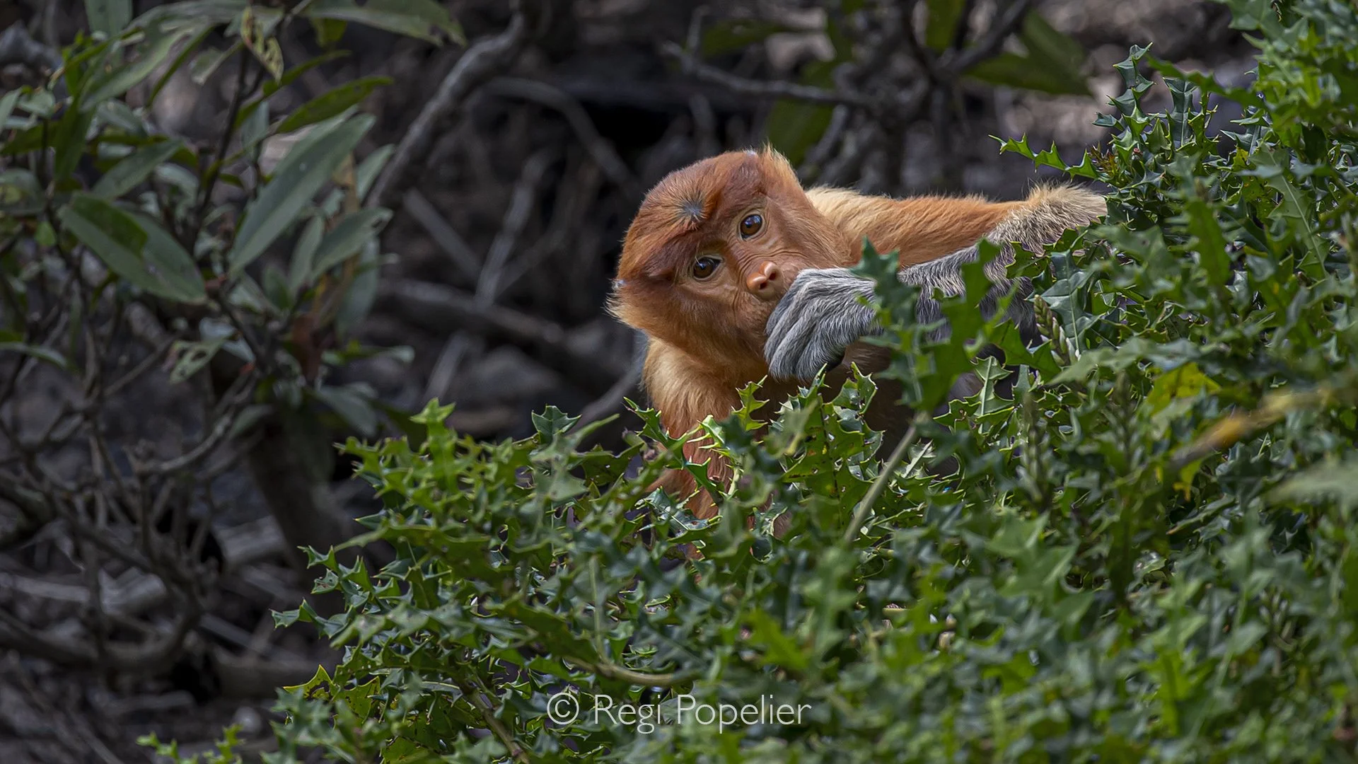 BOR018 - The upper body of a female proboscis monkey emerges from the green, eyes bright with curiosity, studying the world beyond the leaves. 