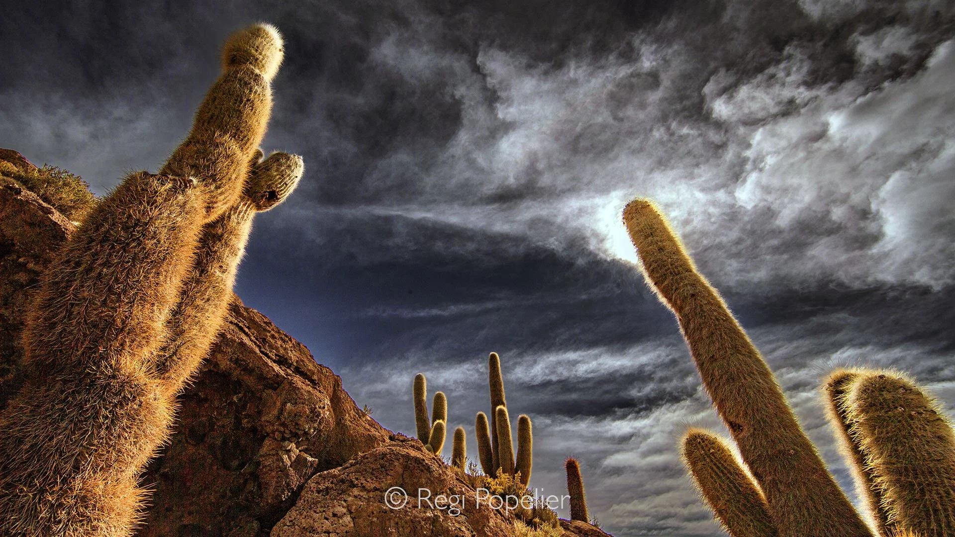 BOL009 - In the heart of Salar de Uyuni, Isla Incahuasi rises from the salt flats, covered with giant cacti, a must visit highlight of Bolivia’s surreal landscape.