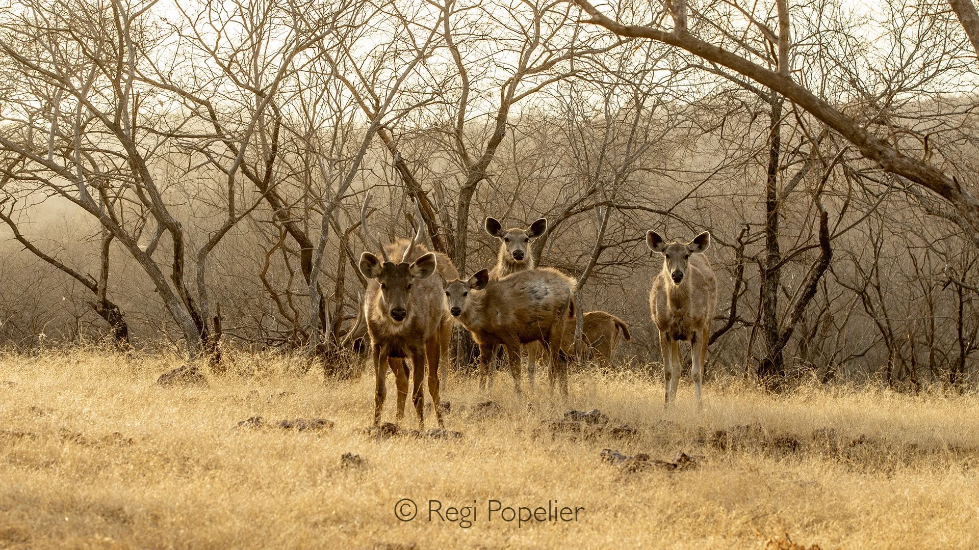 INDIA028 - Sambar deer at their feeding grounds.