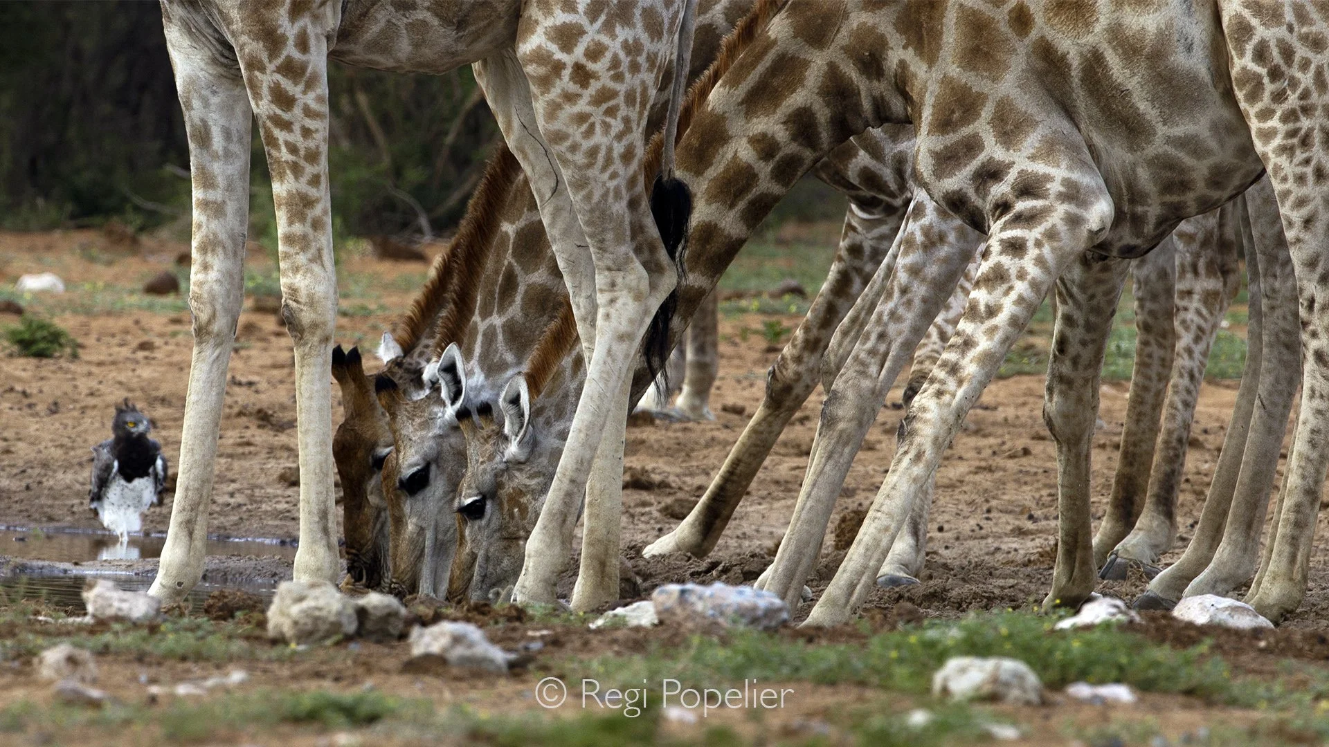 Namibia071 - The anatomy of vulnerability. Capturing multiple giraffes drinking simultaneously is a massive win for a photographer, as splaying their front legs wide to reach the water column forces them into their most vulnerable position against ap