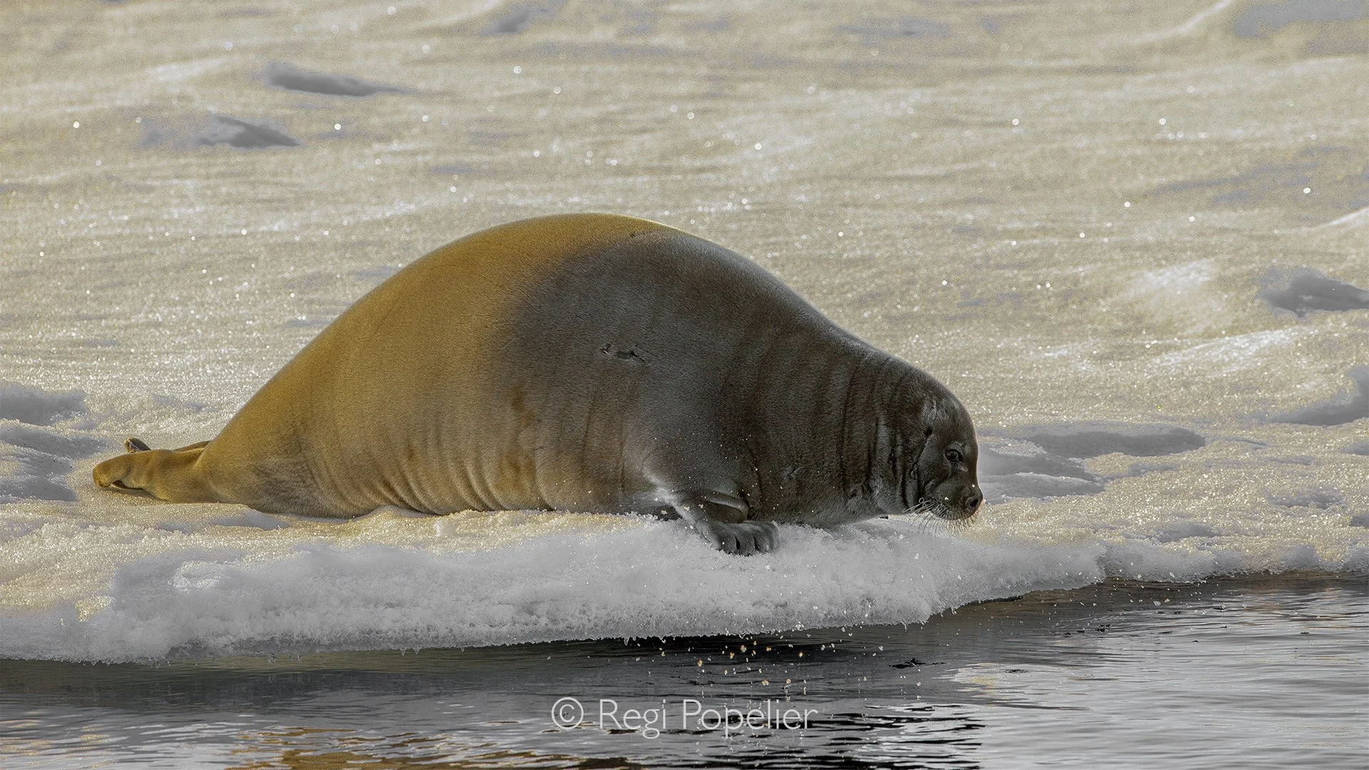 NPOLE082 - The bearded seal is the largest true seal found specifically in the arctic. Here a female ready to get in the water.