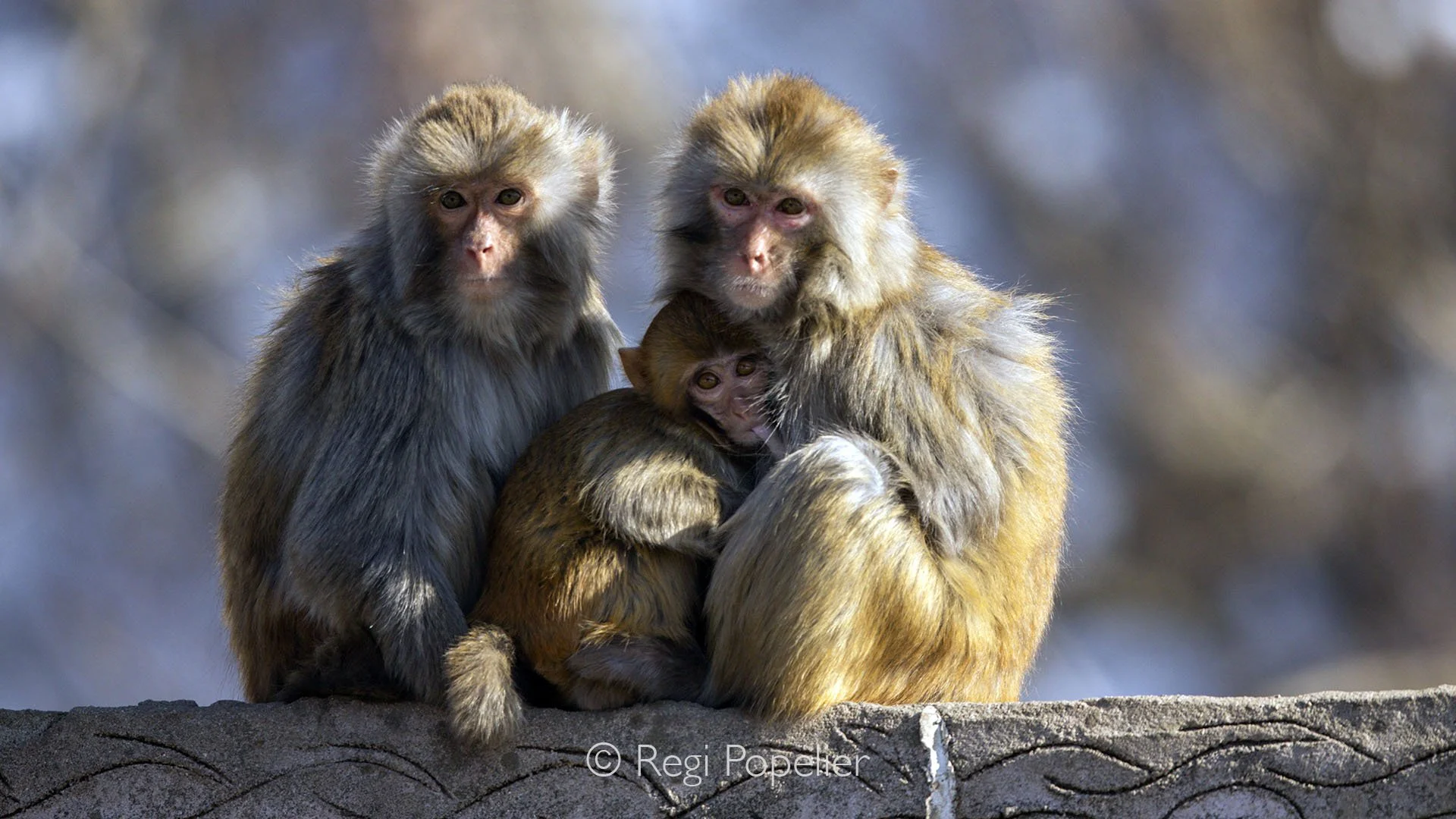 CHIN008- Macaques resting on a stone wall, while a tender moment unfolds as a youngster nurses, capturing the quiet intimacy of family life in the wild.