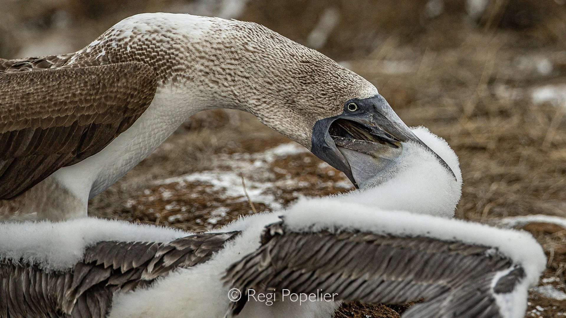 GAL008 - Blue-footed booby feeds its chick, satisfying the unstoppable hunger of the young.