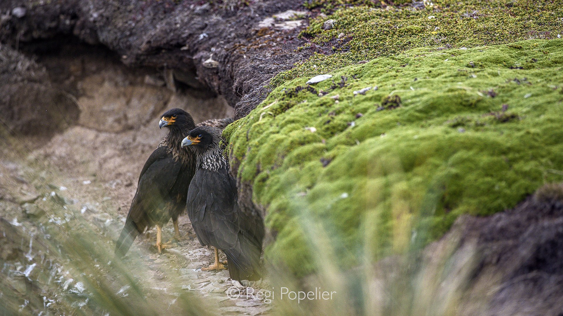 FAL015 - A pair of intelligent Striated Caracara also called Johnny Rook near  their nesting place.
