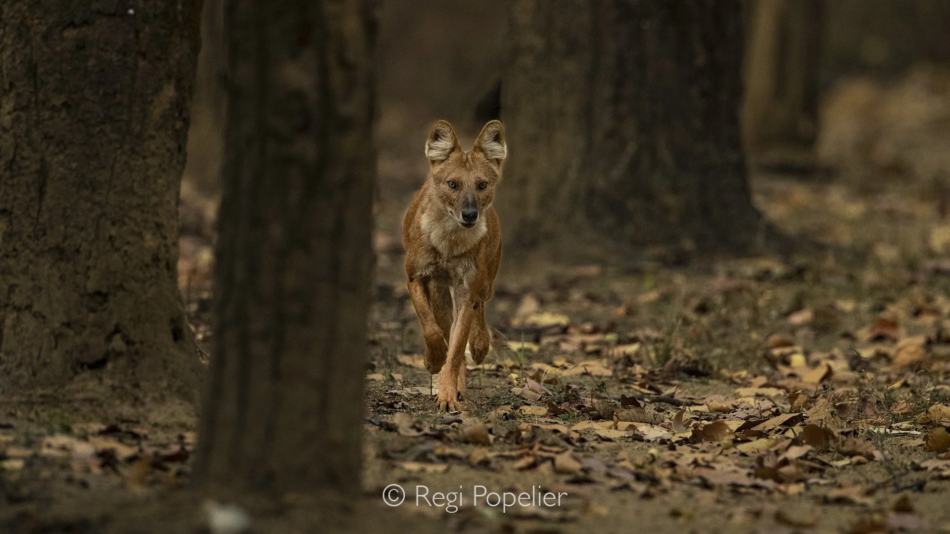 INDIA073 - One of the most successful and formidable hunters, the Dhole dog. it has the look of a fox, this  (Cuon alpinus)  also called the Asiatic wild dog or Indian wild dog. Kanha NP 