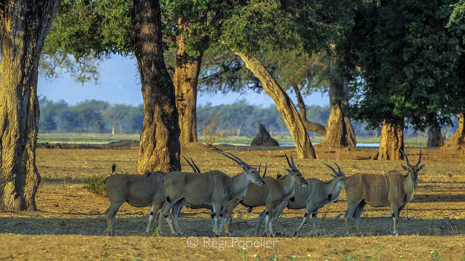 ZIM003 - During the midday heat, our walking safari revealed this group of elands resting beneath the acacia canopy.