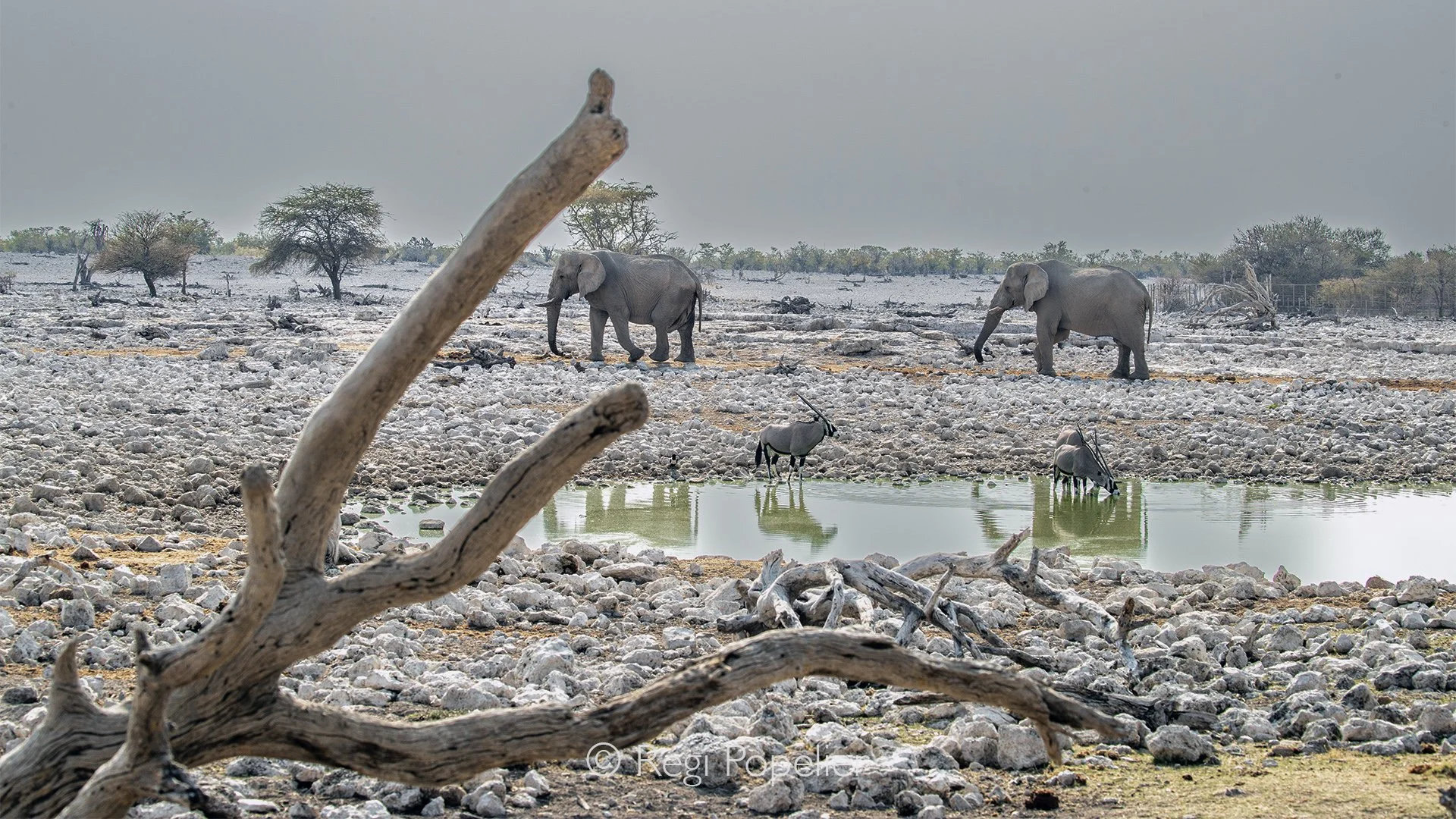Namibia078 -  Etosha never ceases to amaze because its waterholes are dynamic hubs of wildlife communication. Watching the horizon constantly change teaches a photographer that stillness is a tool; by remaining parked for hours, you blend into the la