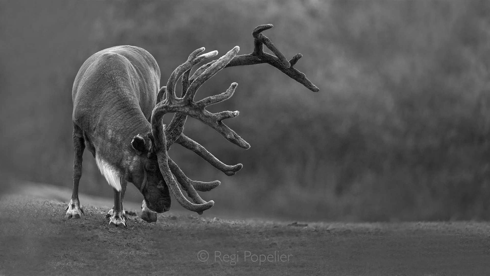 AL016 - Magnificent male reindeer standing on a hill.