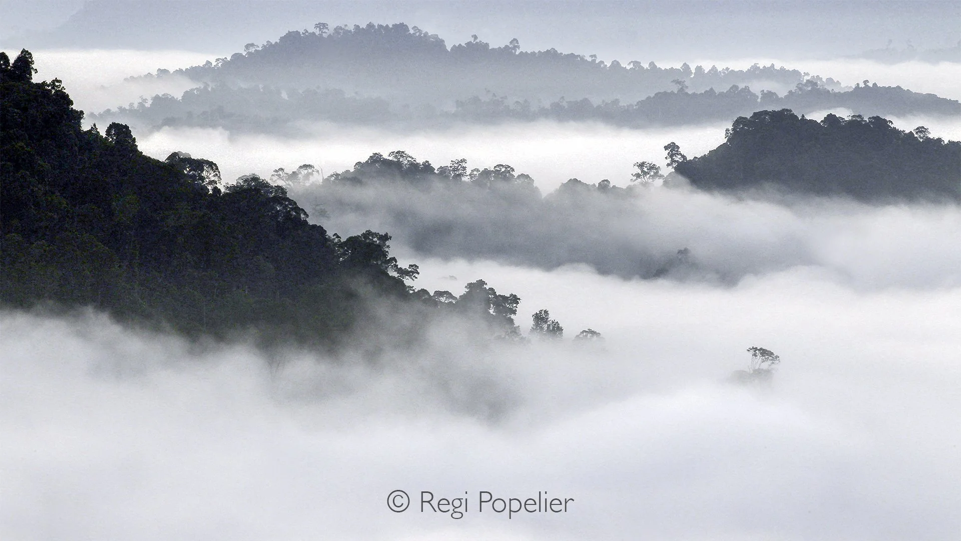 MALAS038 - Into the rainforest high up, always rewarding to be on the spot before sunrise.  