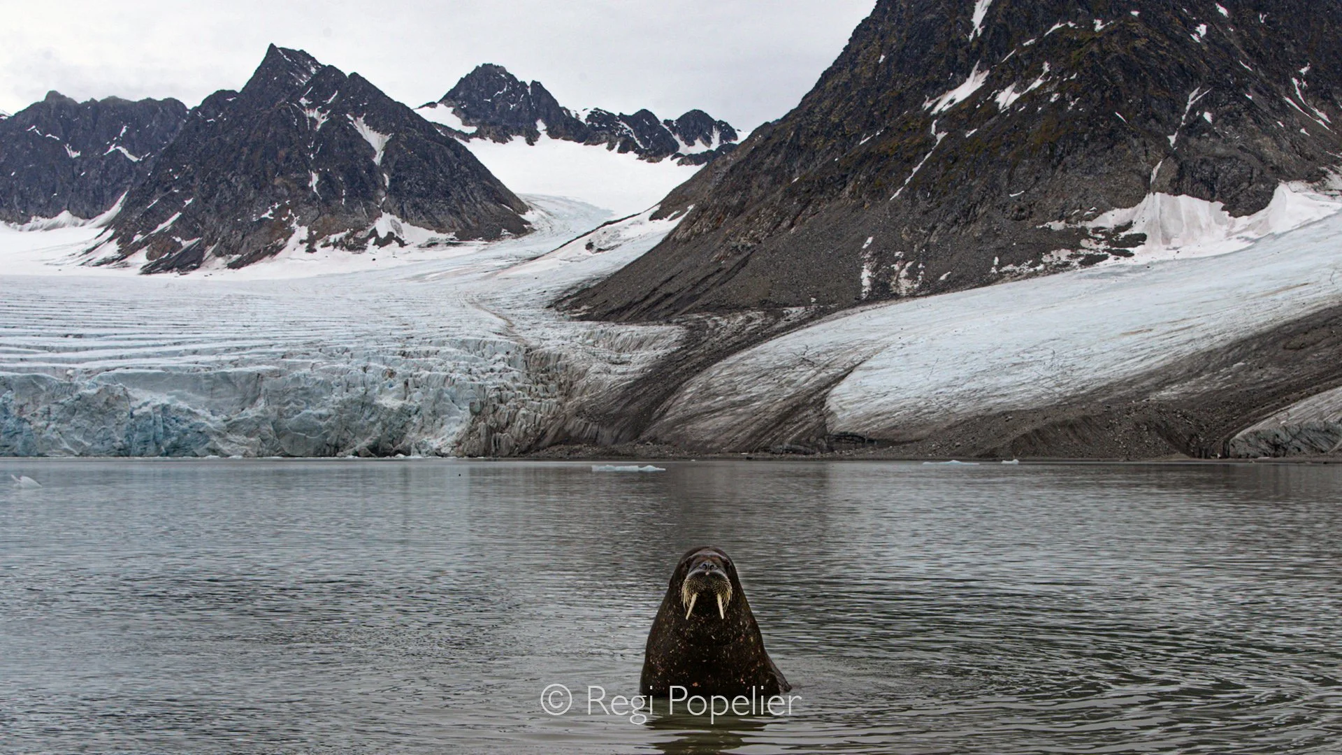 NPOLE018 - The dramatic Arctic landscape provides a stunning setting for these remarkable marine mammals.