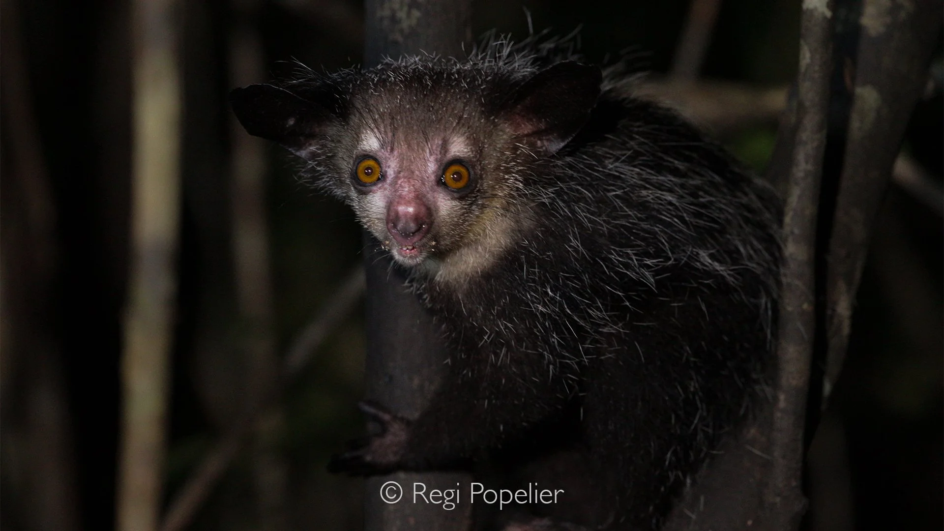 MADA029 - Aye Aye photographed at the Palmarium Reserve (Akanin'ny Nofy)