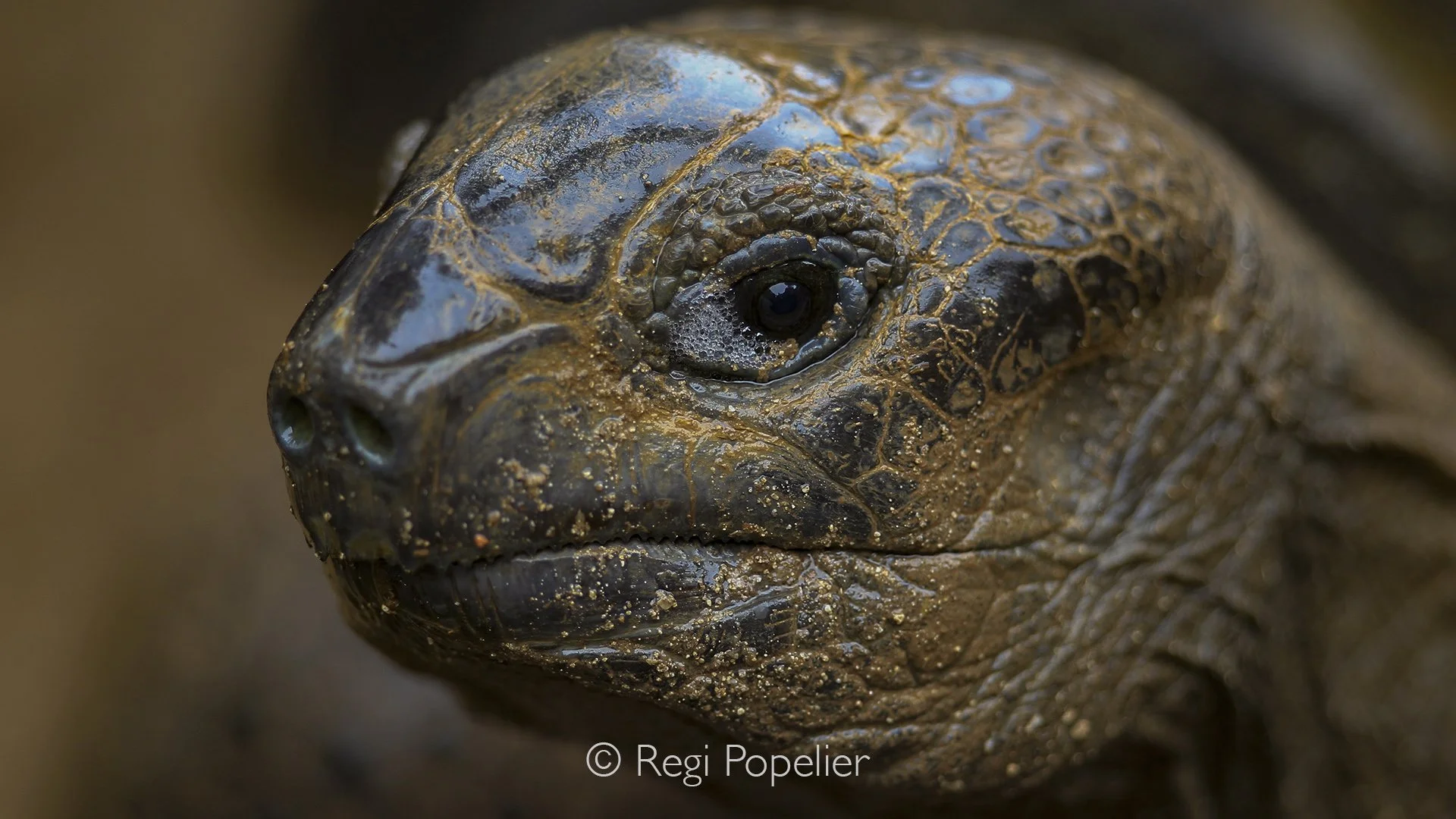 Seychelles012 -  A close-up portrait reveals the ancient character of a giant tortoise, where every wrinkle and weathered detail tells a story of time.