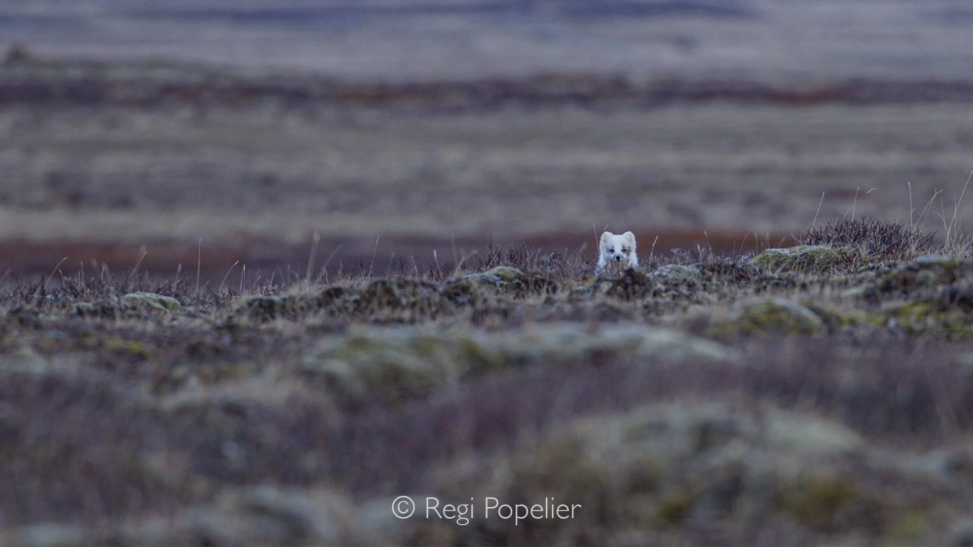 ICEL023 - A rare glimpse of the arctic fox. The only one we saw during our trip, happy with the image.   
