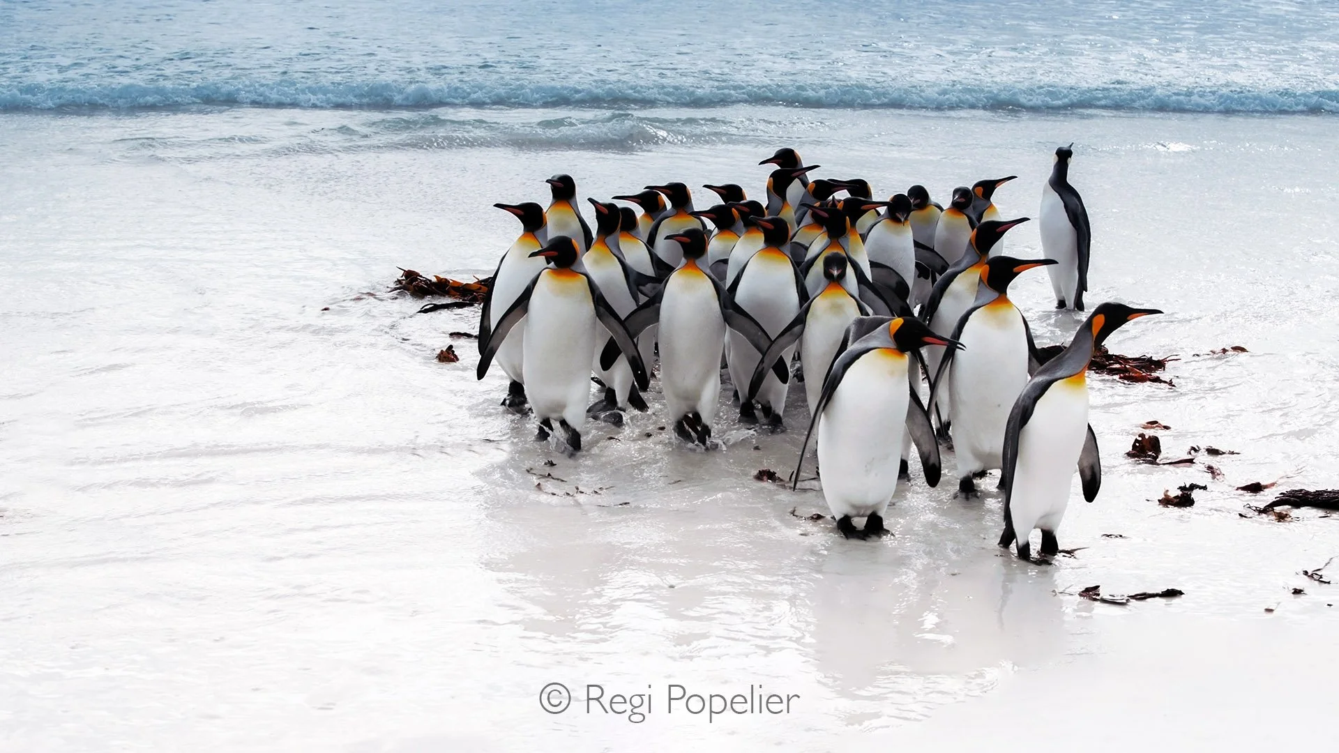 FAL009 - King penguins returning from sea  on the beach of Volunteer Island.