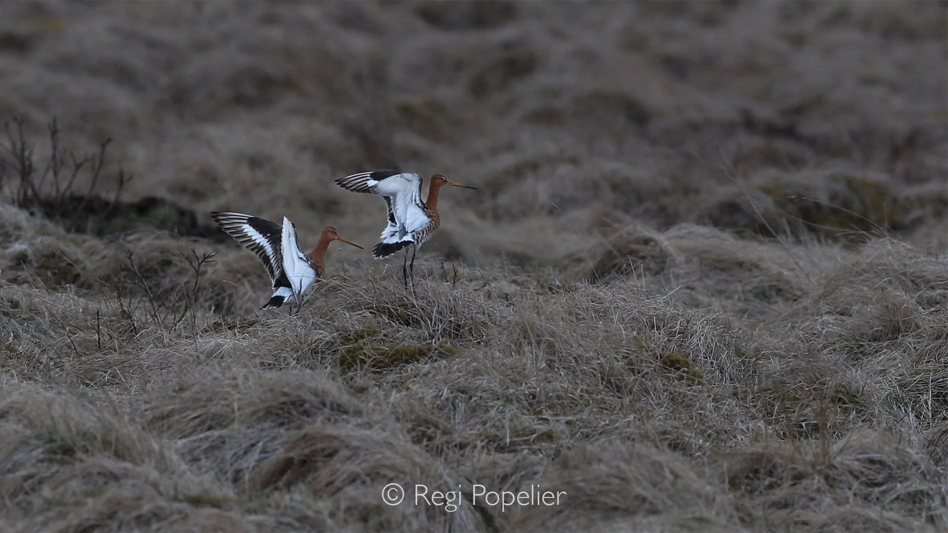 ICEL028 -  The black-tailed godwit is a migratory bird, the Icelandic population spends their  winters in Great Britain, France and on the Iberian peninsula.