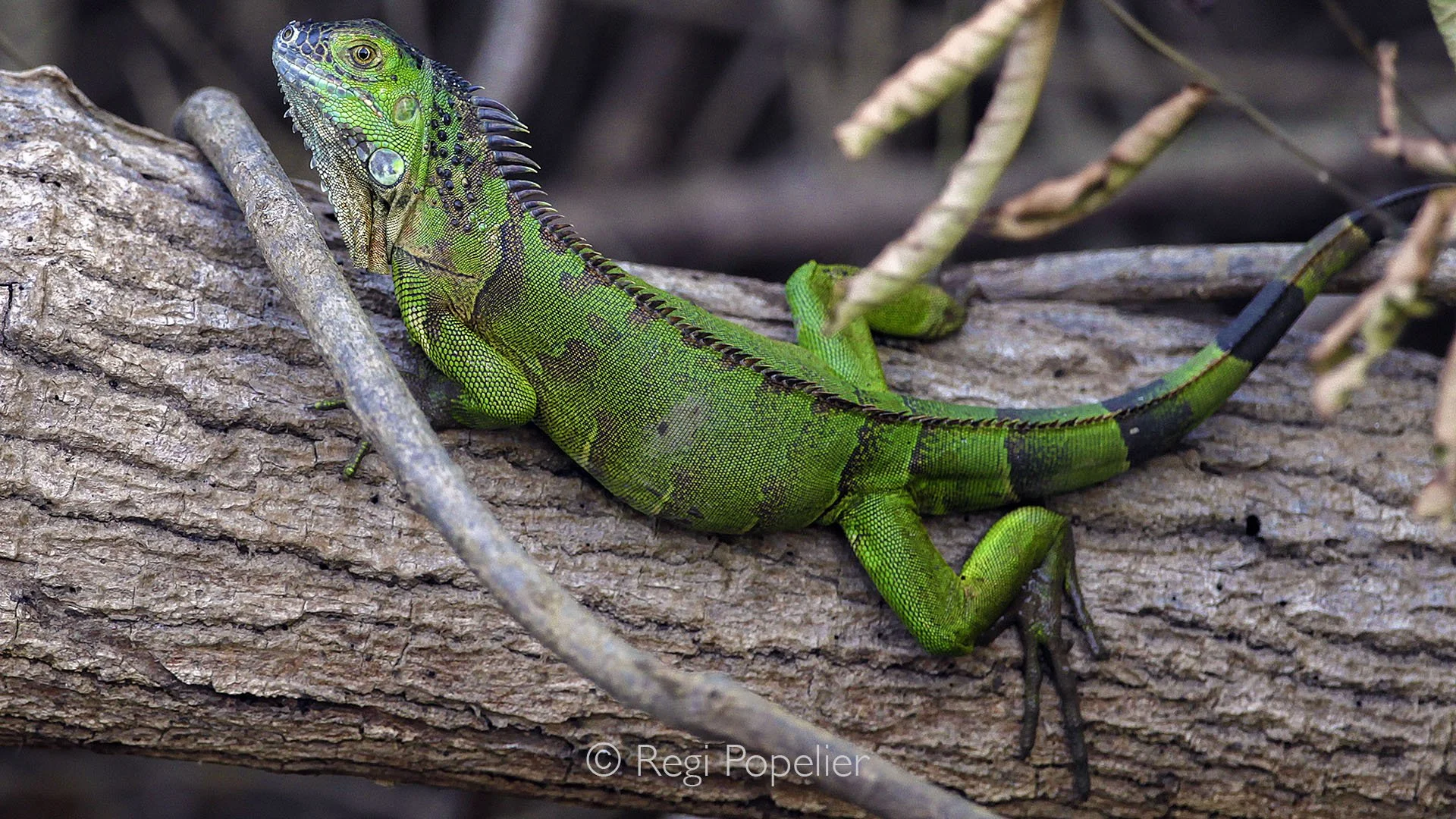 CR005 - This green iguana basks in the warm sunlight, stretched comfortably along a sturdy tree branch, his scales shimmering in the gentle rays of the sun.