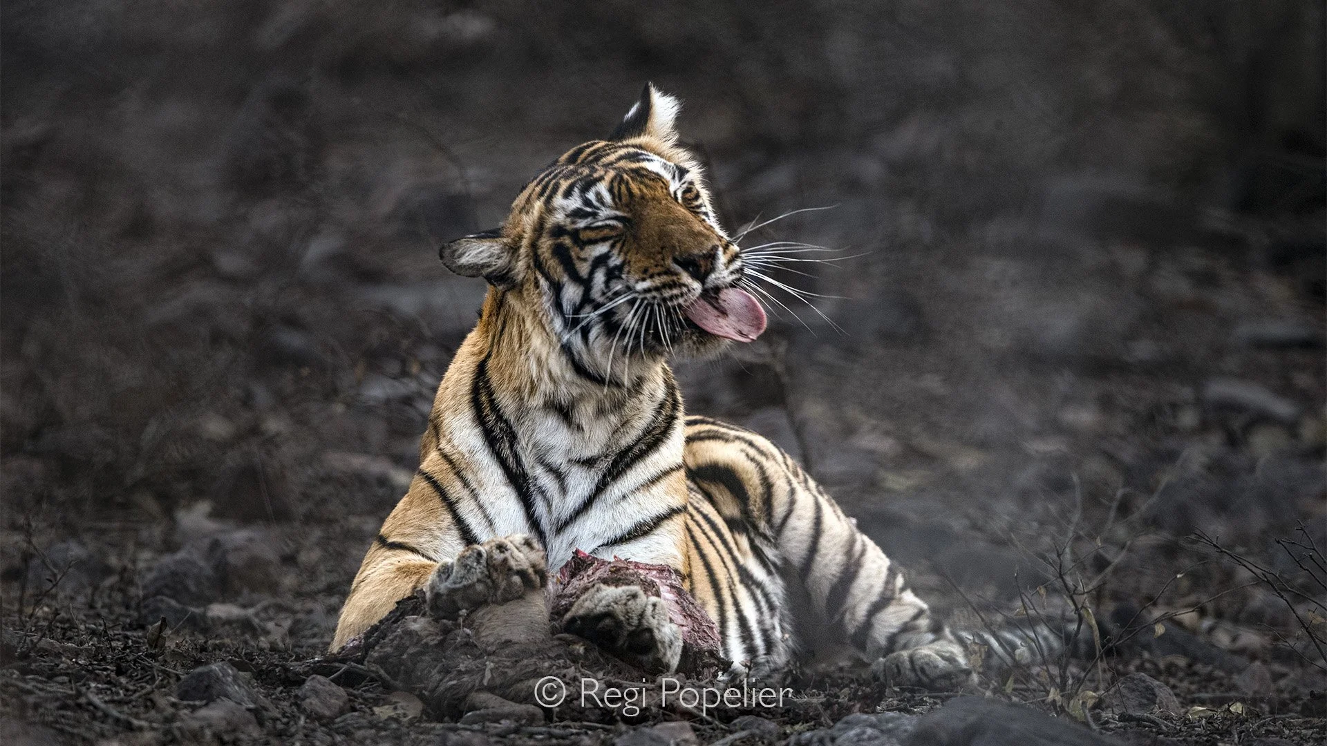 INDIA038 -  Feeding on the rest of a Sambar dear