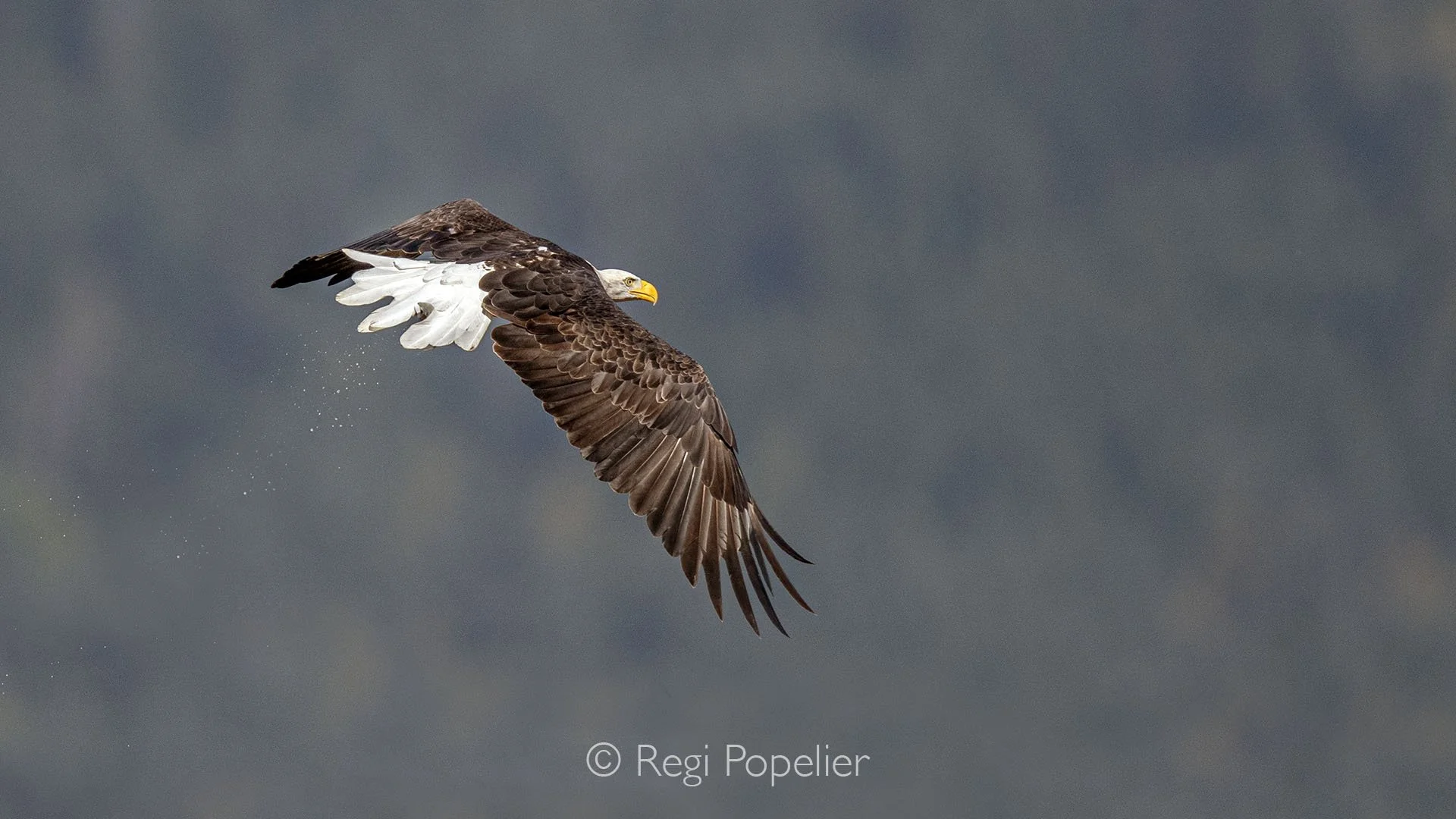 CAN010 - Fish eagle soars, eyes sharp, scanning the water below for its next prey.