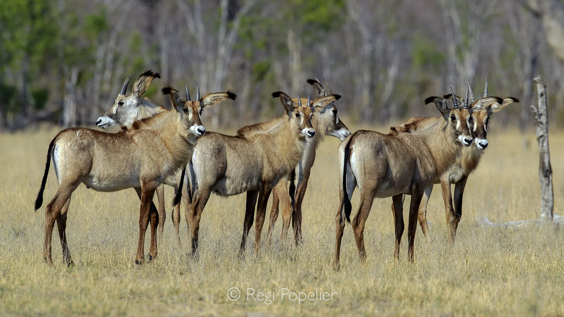 ZIM001 - Young Roan deer on the plains of Hwange NP .