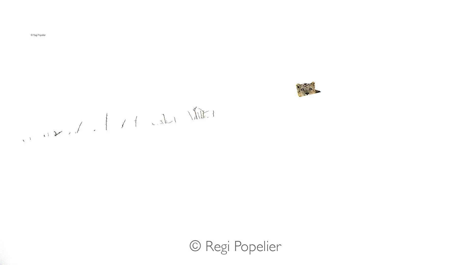 HIMA047 - This is the result of an over exposed photograph, but I am still happy with it 