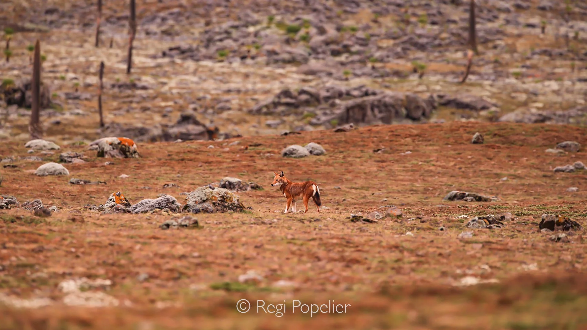 ETH006 - The enigmatic Ethiopian wolf in Bale NP,  luck was not on my side,  although we saw quite some of them, but they are very shy in their natural habitat and never stayed long before the lens. 