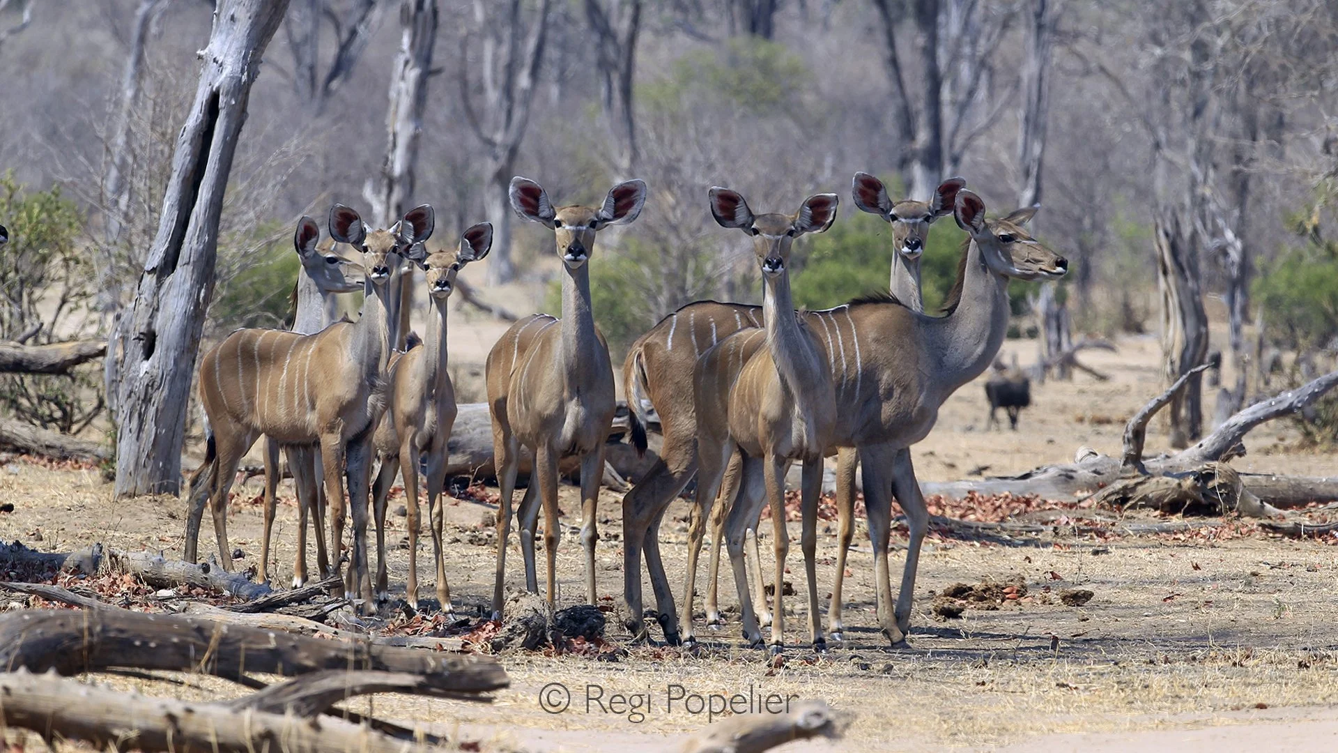 ZIM002 - Kudu females staring at me while photographing them in their environment. 