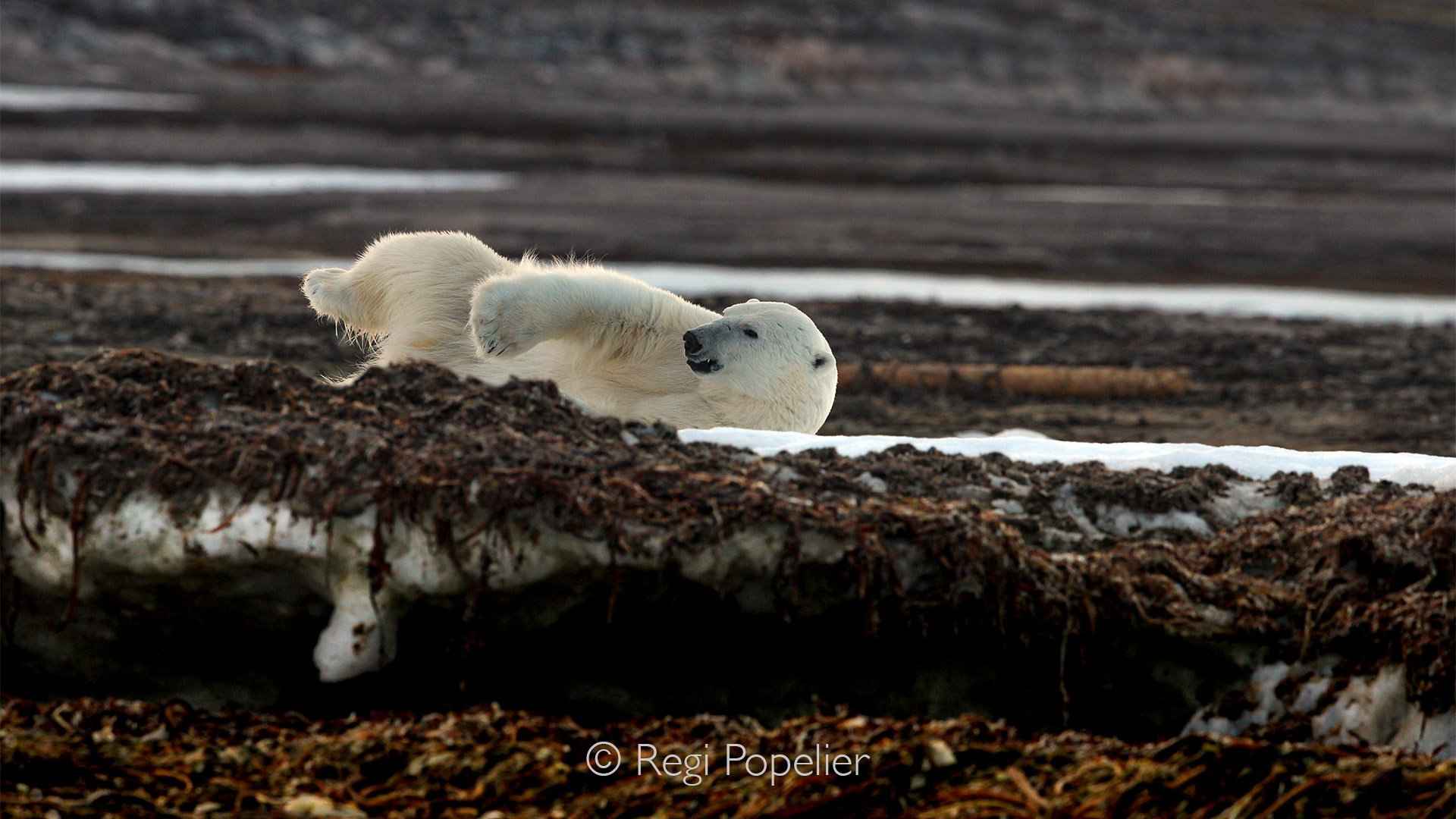 NPOLE032 - A playful moment as the bear rolls onto its back to rest and scratch.