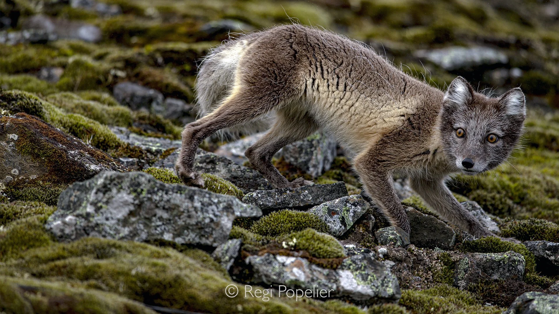 NPOLE086 - Curious Arctic fox gazes directly at the camera, its shedding fur giving it a wonderfully rugged appearance.