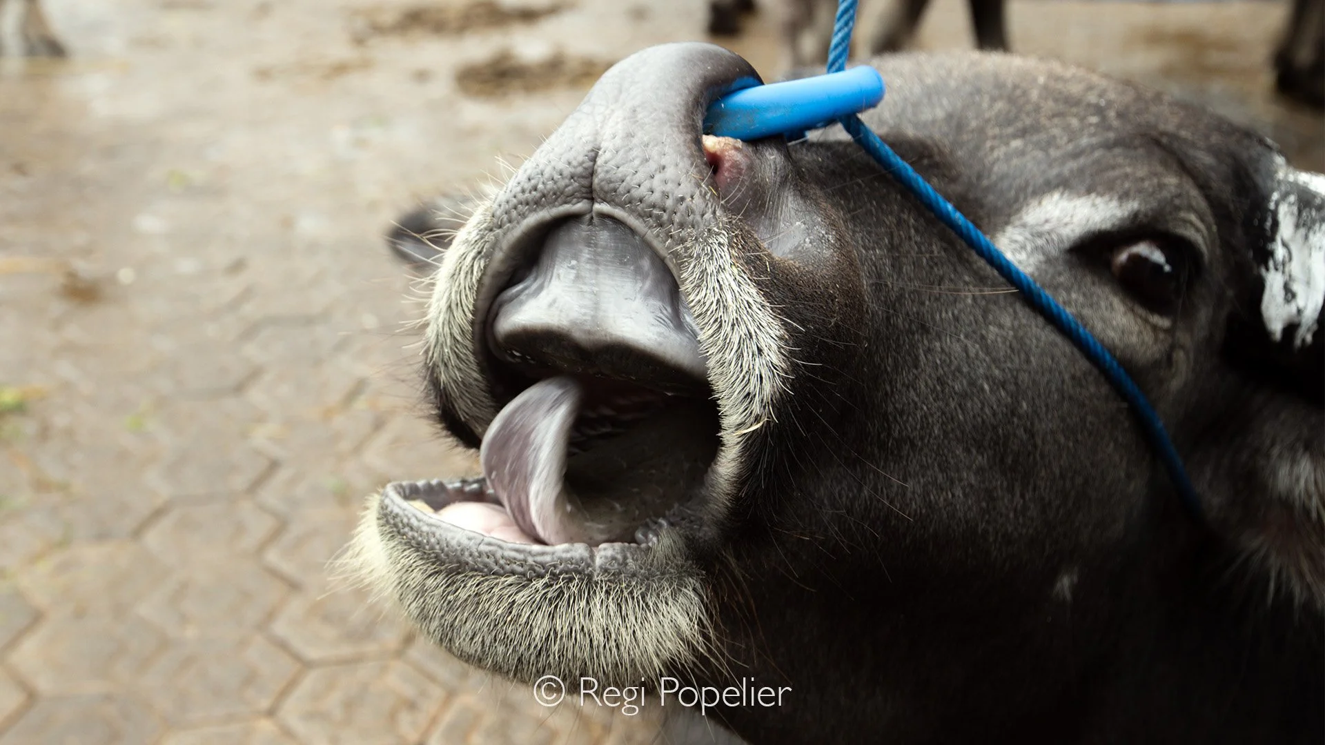 INDO024 - The polished brass nose ring draws my eye, a traditional tool used by farmers to guide and control the animal, a symbol of both utility and the deep connection between humans and these incredible creatures.