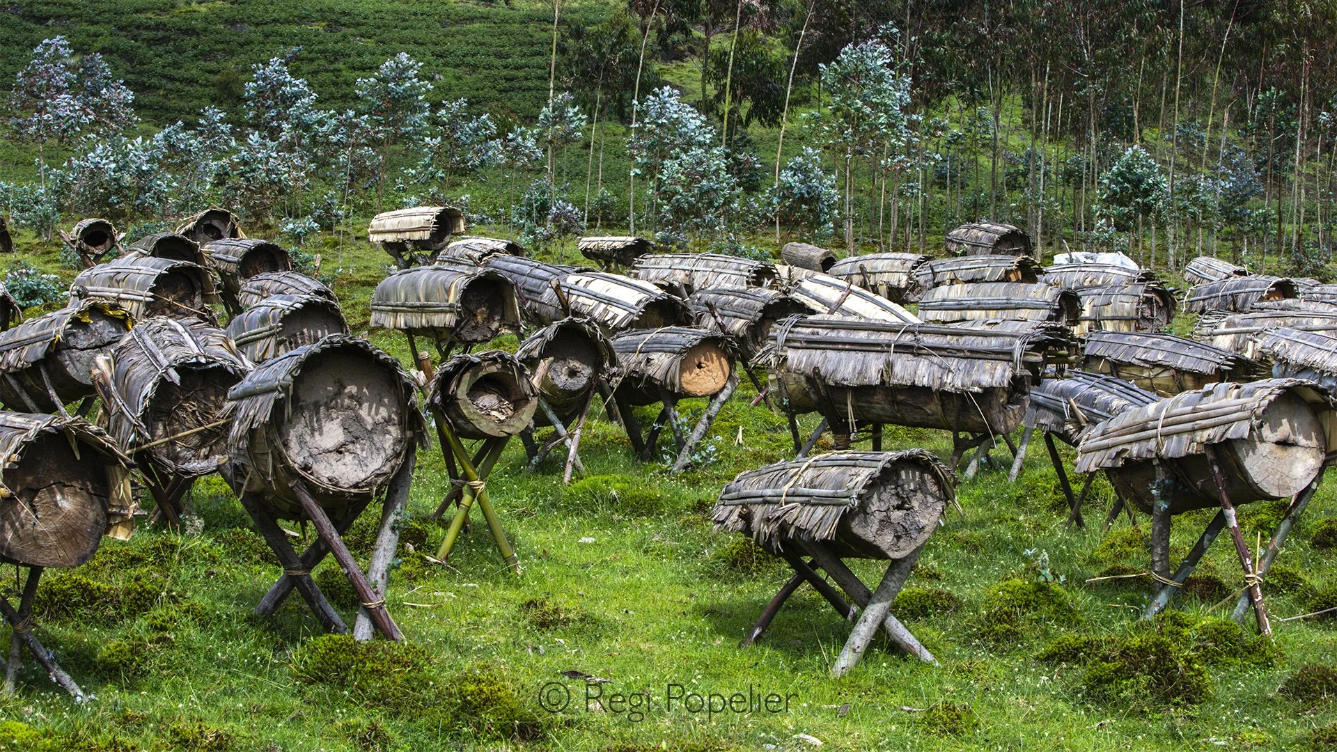 RWANDA037  - The traditional beehives scattered along the edge of Rwanda's mountain forests reflect a centuries old relationship between local communities and nature. Resting quietly near the boundary of the Virunga forest, they symbolize how conserv