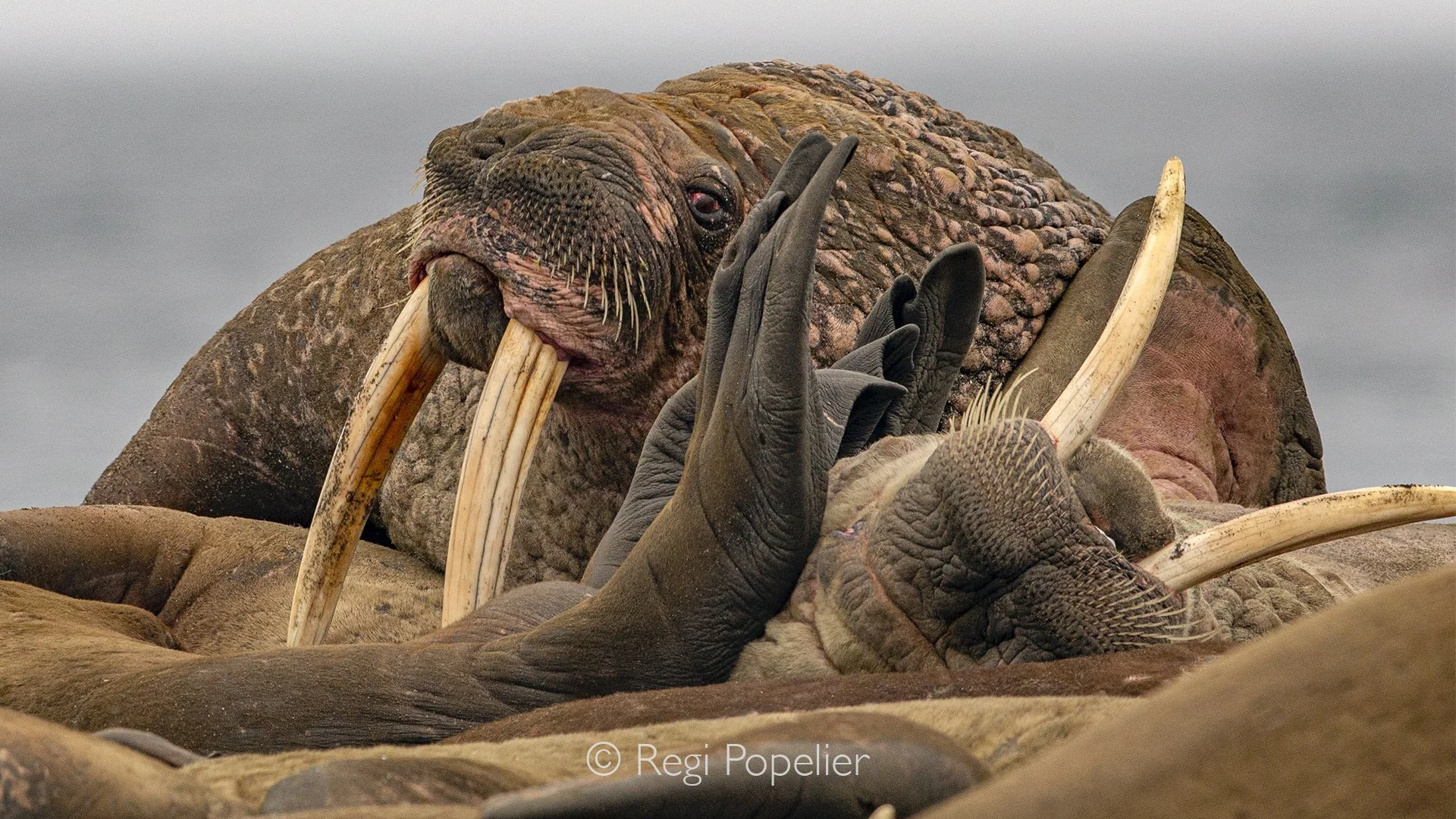 NPOLE024 - The impressive ivory tusks are used for display, defence, and helping the walrus haul itself onto the ice.