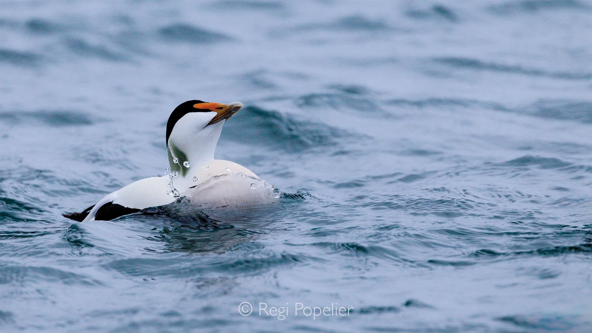 ICEL036 - Common eider male in action pumping himself up to impress