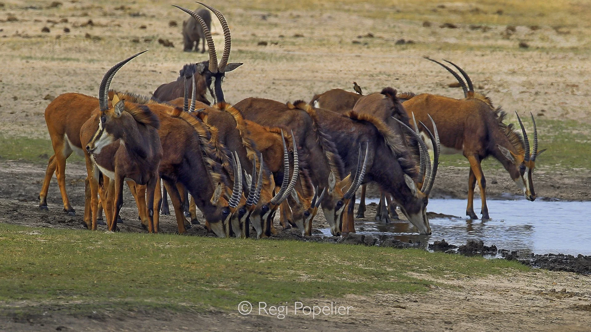 ZIM004 - One of Hwange’s rare treasures: sable antelope drinking at the water’s edge.
