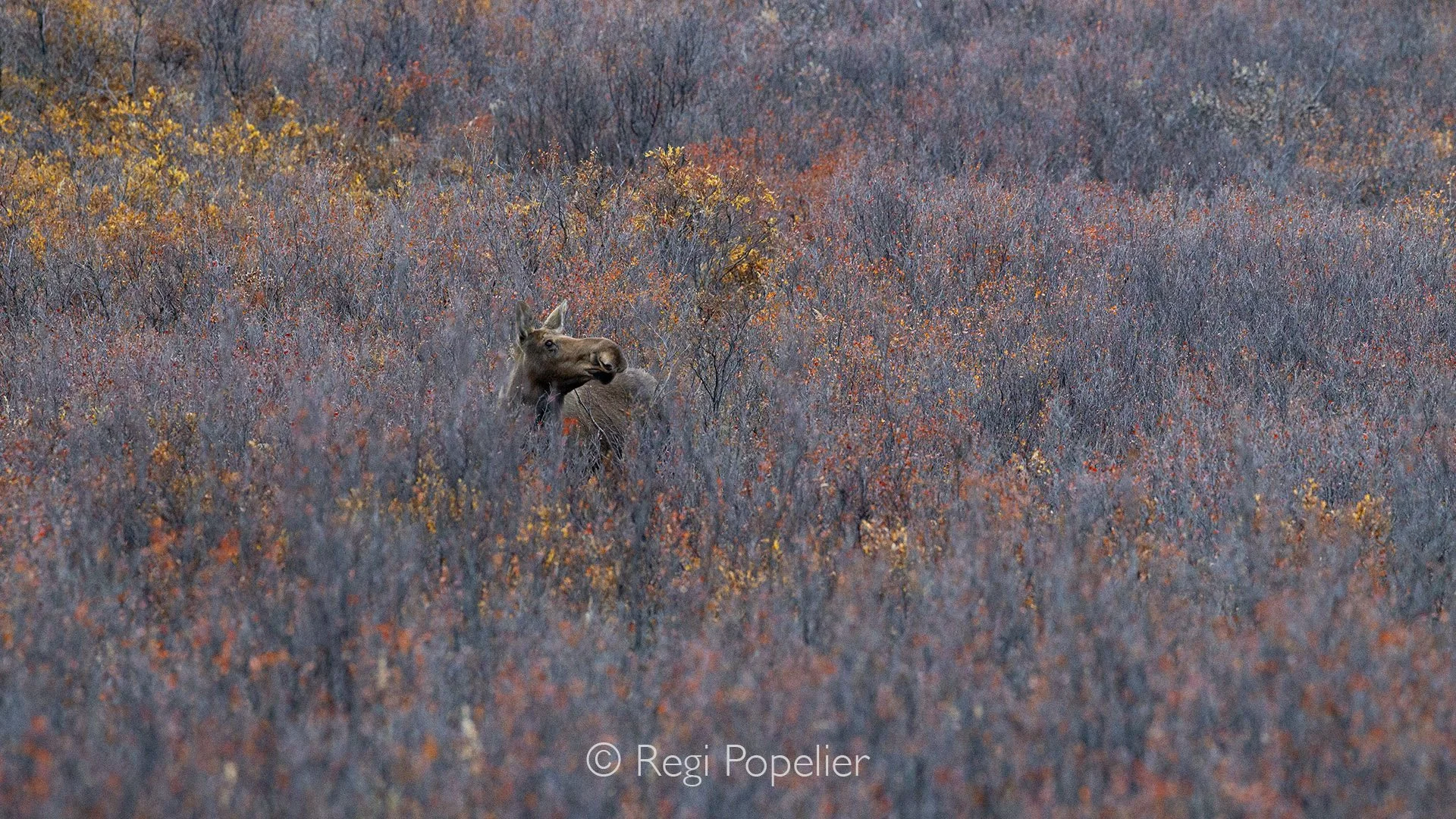 AL019 - A perfect Alaskan fall adventure, the red  purple short grasses and a head of the moose  