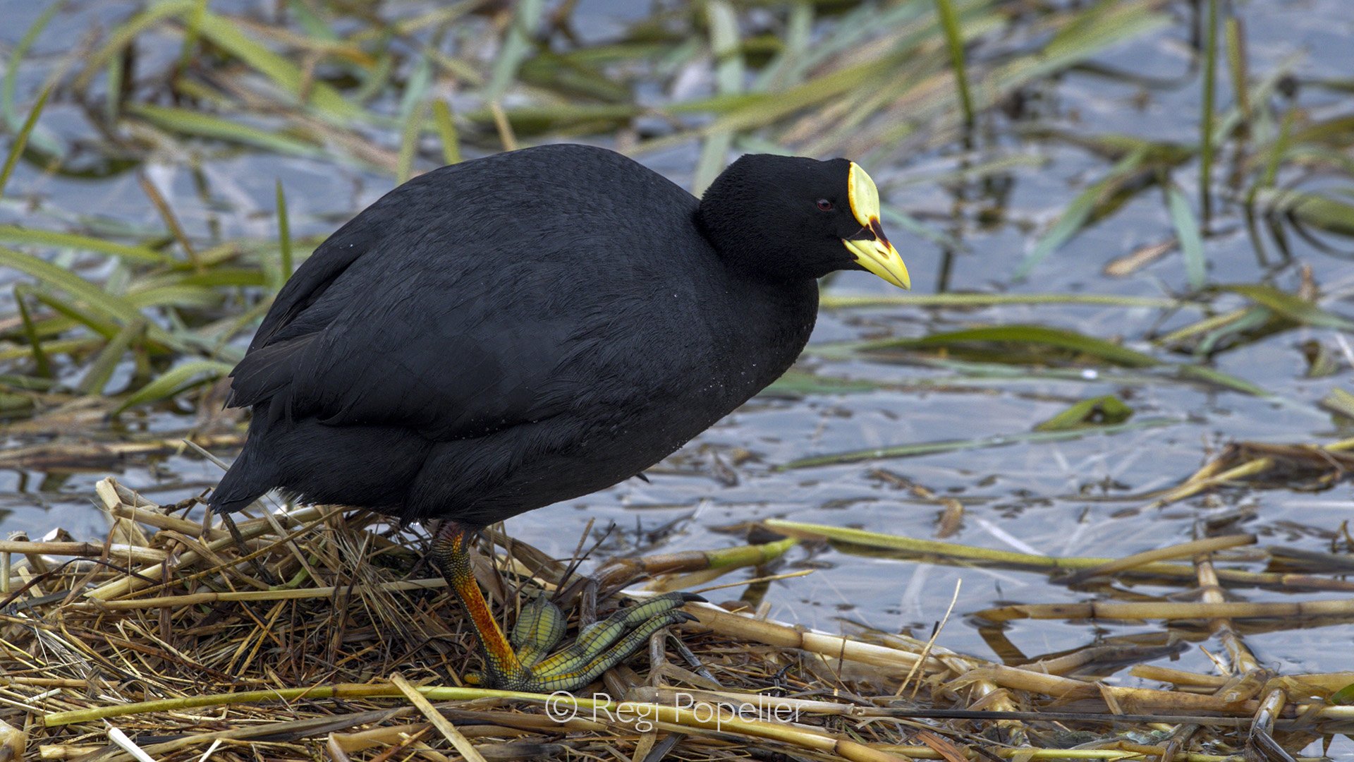 CHILI017 - Giant Coot 