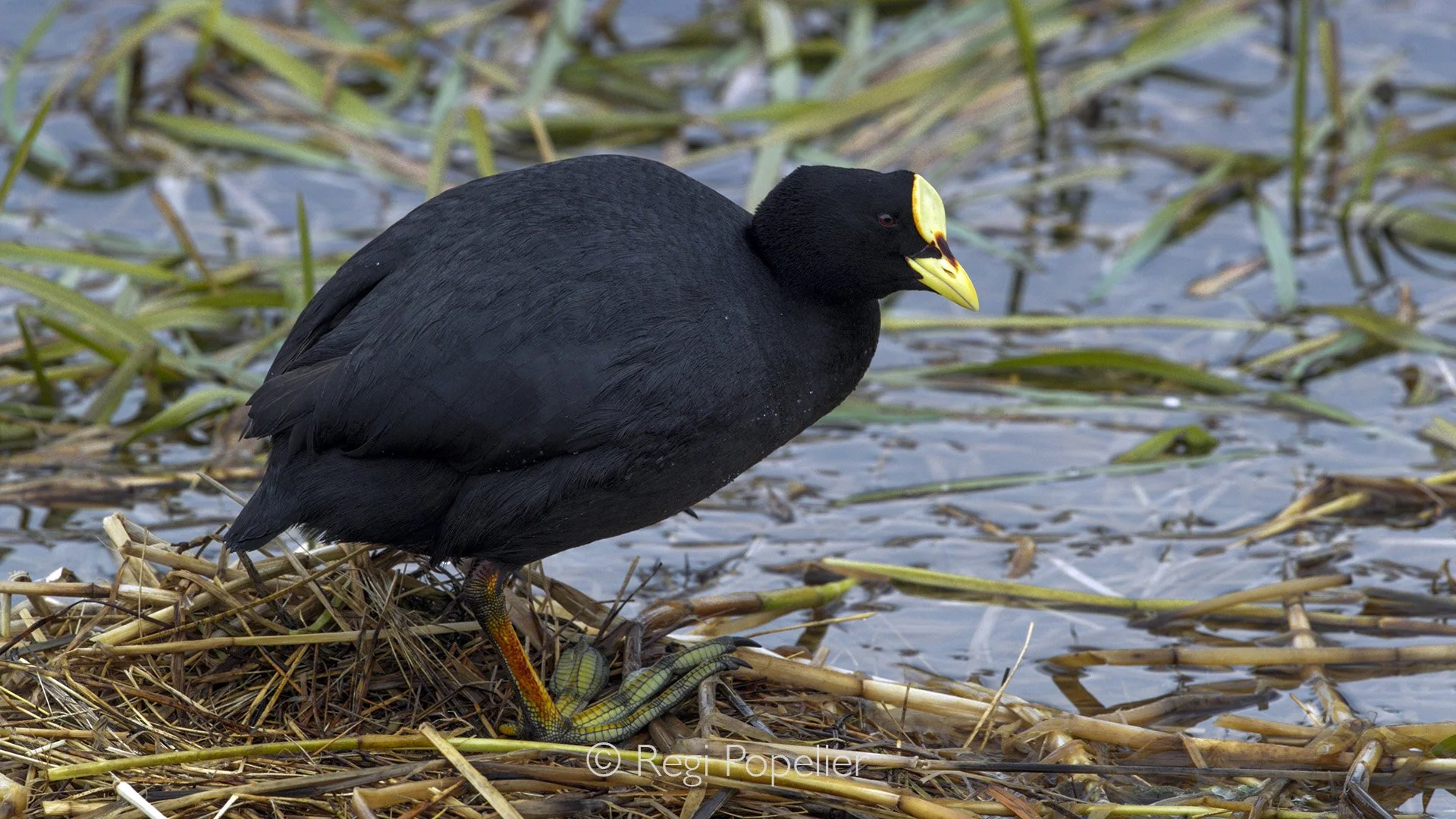 CHILI017 - Giant Coot .