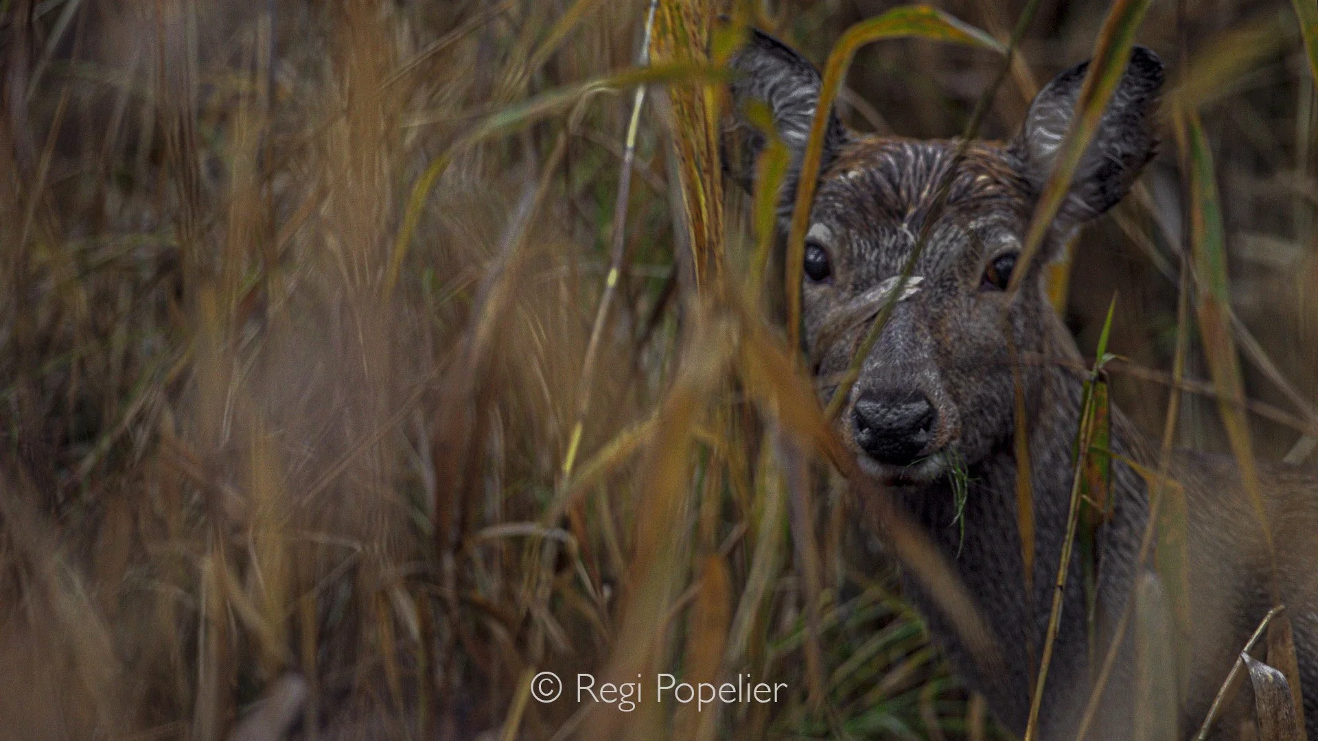 HOK007 - My favored type of photography , hidden and camouflaged , eye taxing between the deer and me