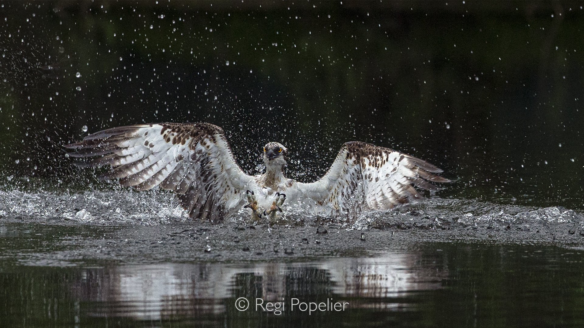 Scotland058 - In a dramatic instant, the osprey plunges into the lake, its powerful wings and sharp talons perfectly adapted for the hunt.