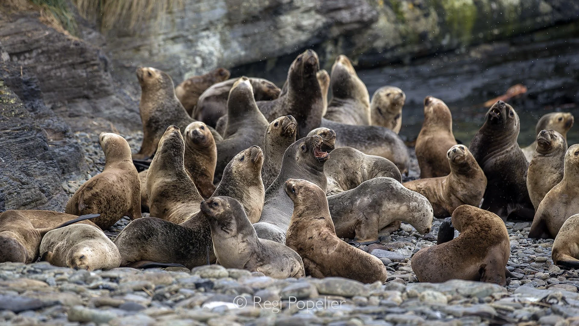 FAL048 - A noisy orchestra of sea lions performs along Bleaker Island’s rugged coastline.
