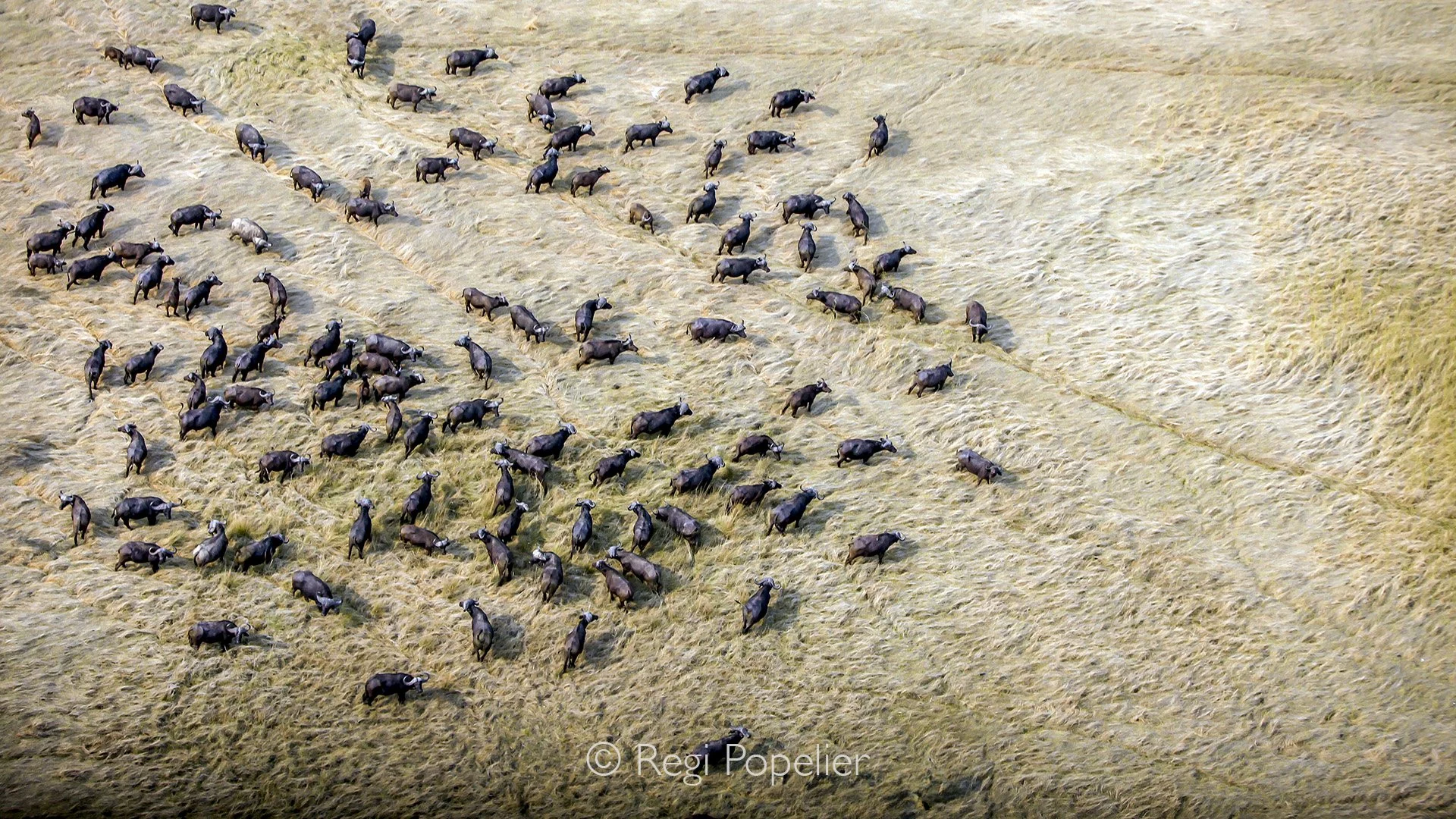 ZAMBIA042 - Buffalos on the dry plaines of Kafue 