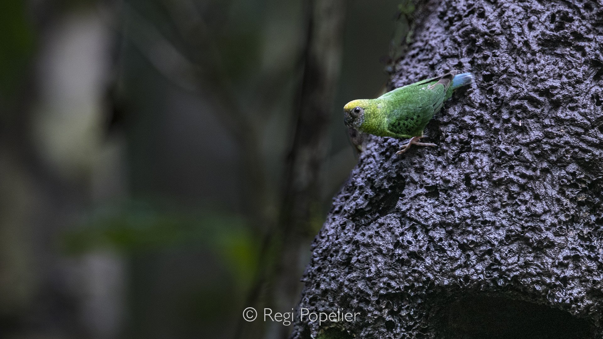 INDO090 - Yellow-capped Pygmy Parrot (Micropsitta keiensis).