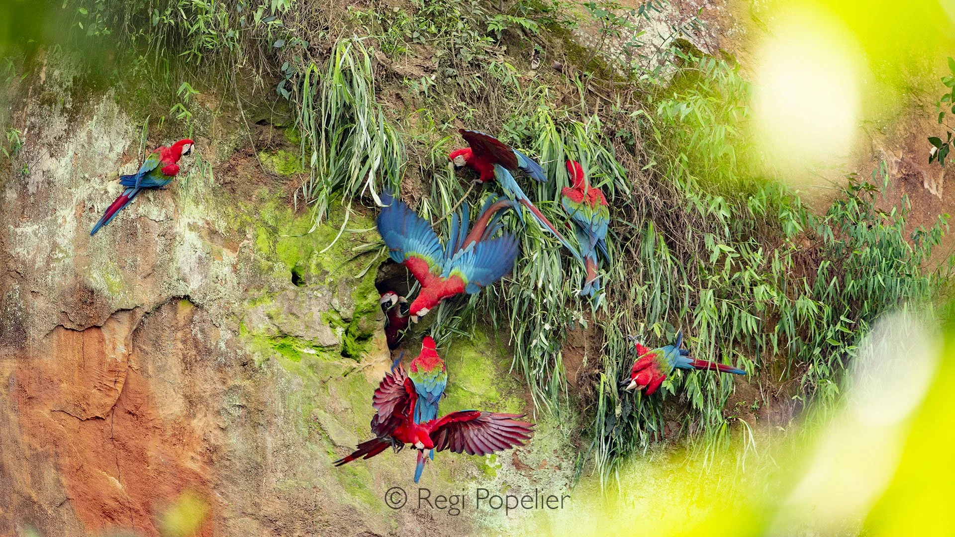 BOL004 - A group of Red-fronted Macaws gathered on their nest in southern Cochabamba, one of Bolivia’s most endangered and iconic species.