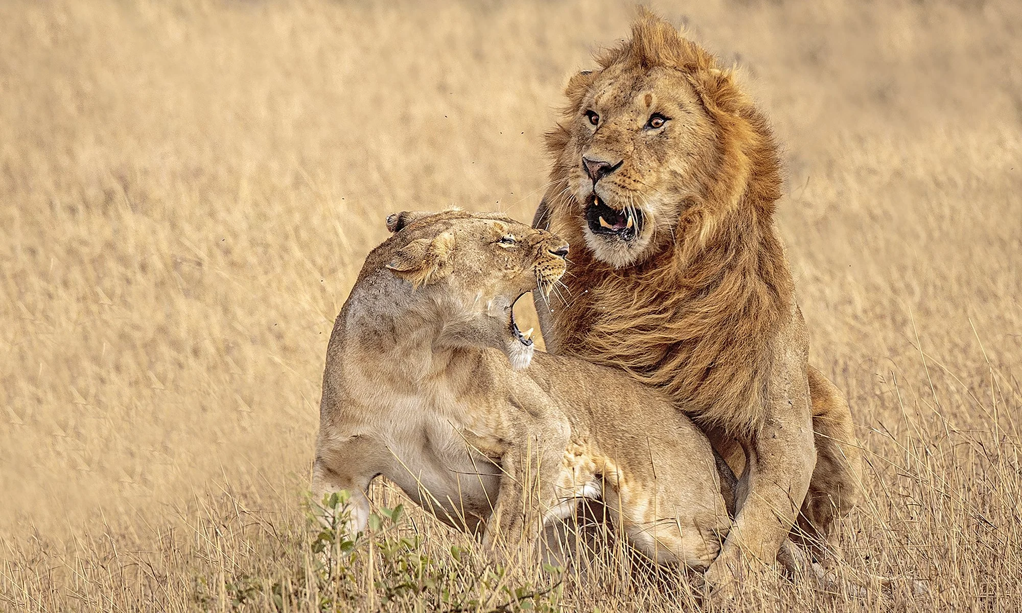 CA 004  Forced GF4P7886   kopiëren.jpg