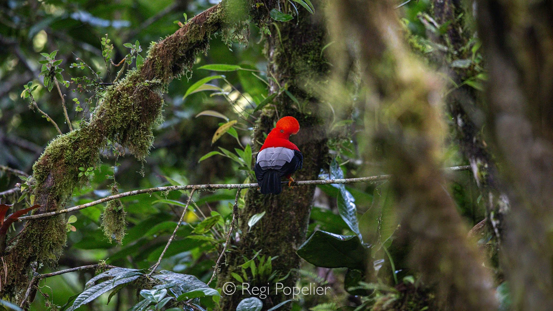 EQ004 - In the Chocó Andino Highlands, with a bit of luck and patience, you might spot the striking Andean Cock-of-the-rock.  The brilliant orange plumage and distinctive fan shaped crest make it one of the most iconic and sought after birds of the r