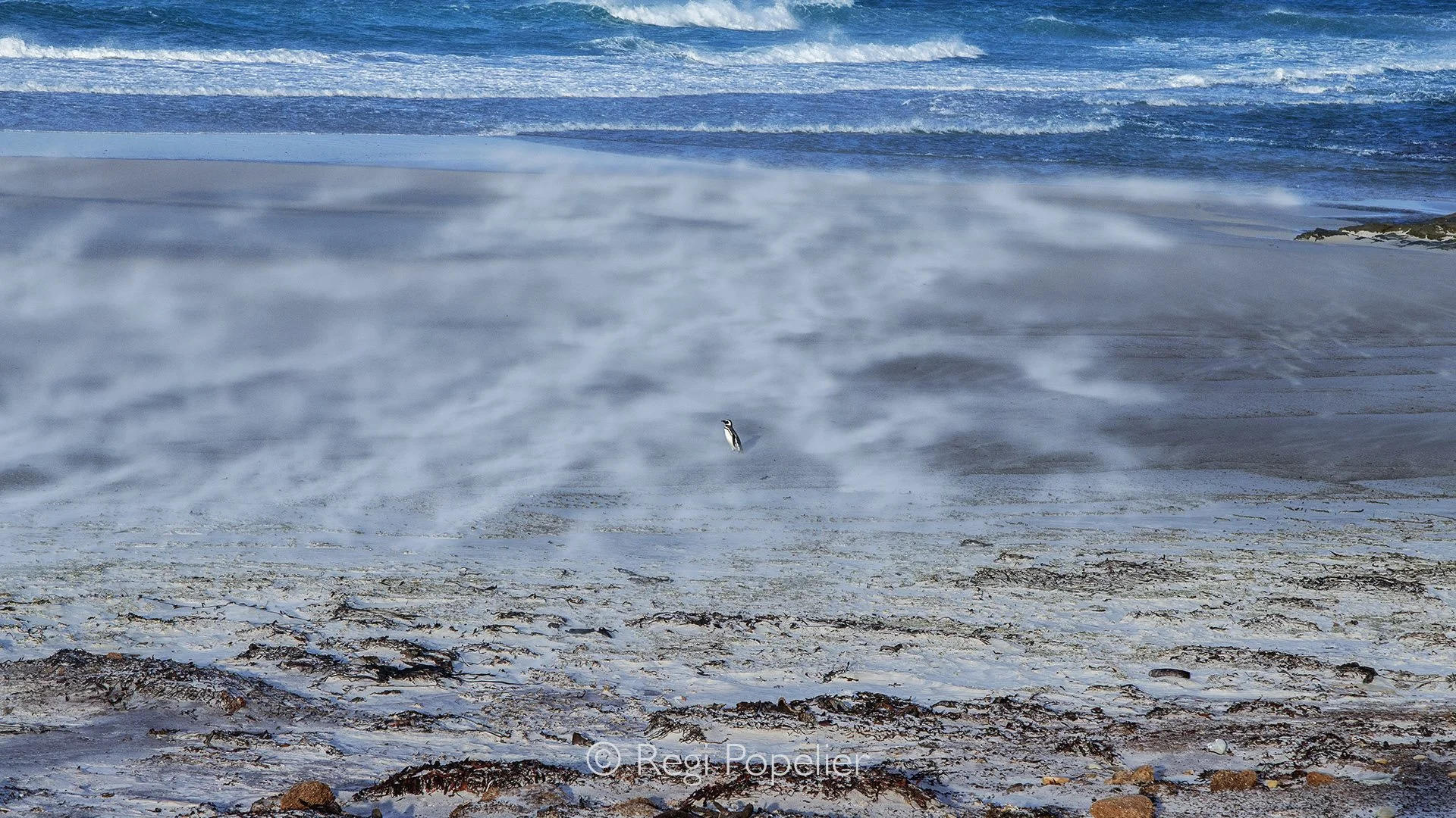 FAL041 - Sand and wind whip across the coast as a solitary Magellanic penguin endures the storm.