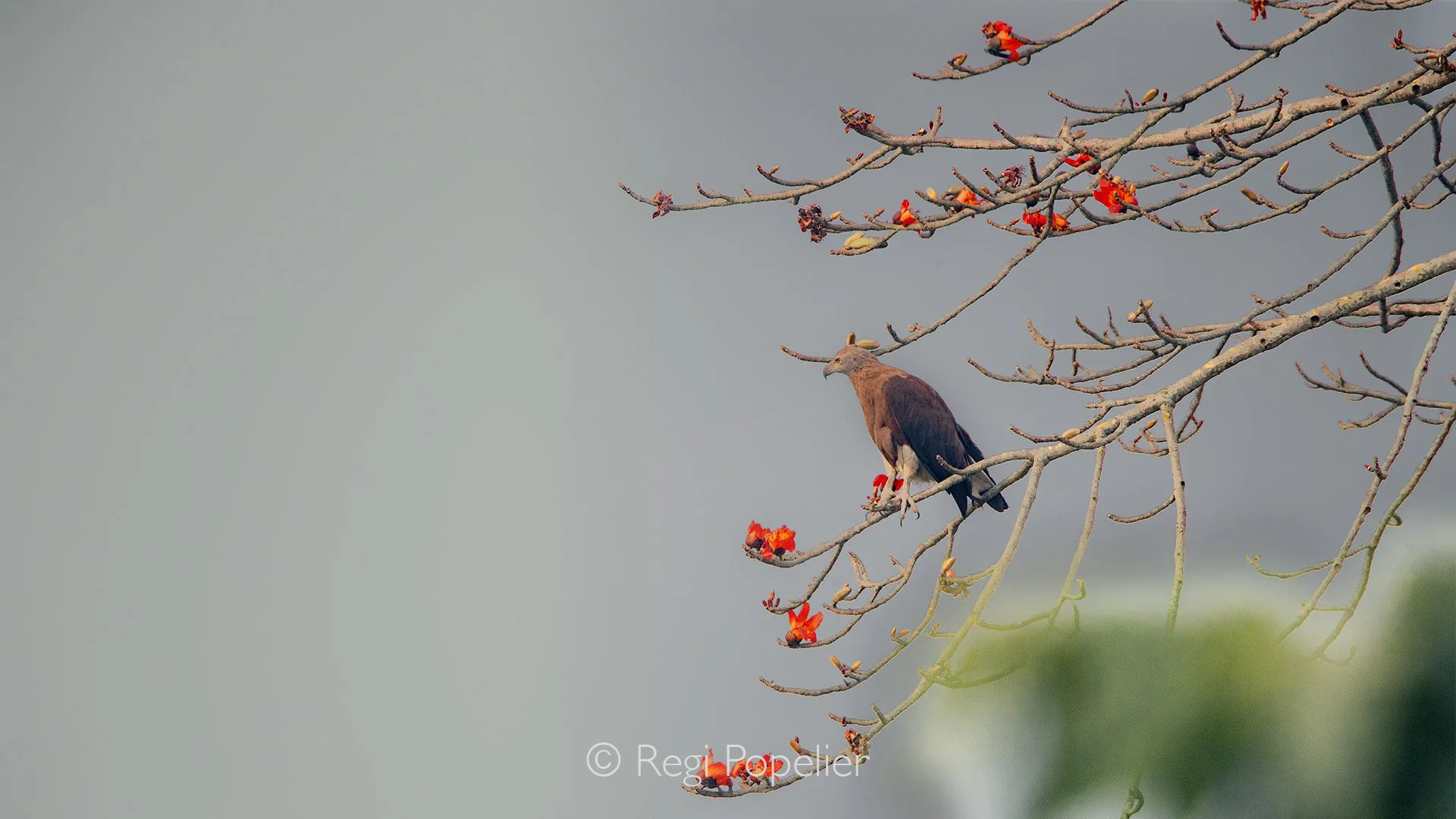 INDIA060 - Grey headed Fish Eagle, Icthyophaga ichthyaetus. 