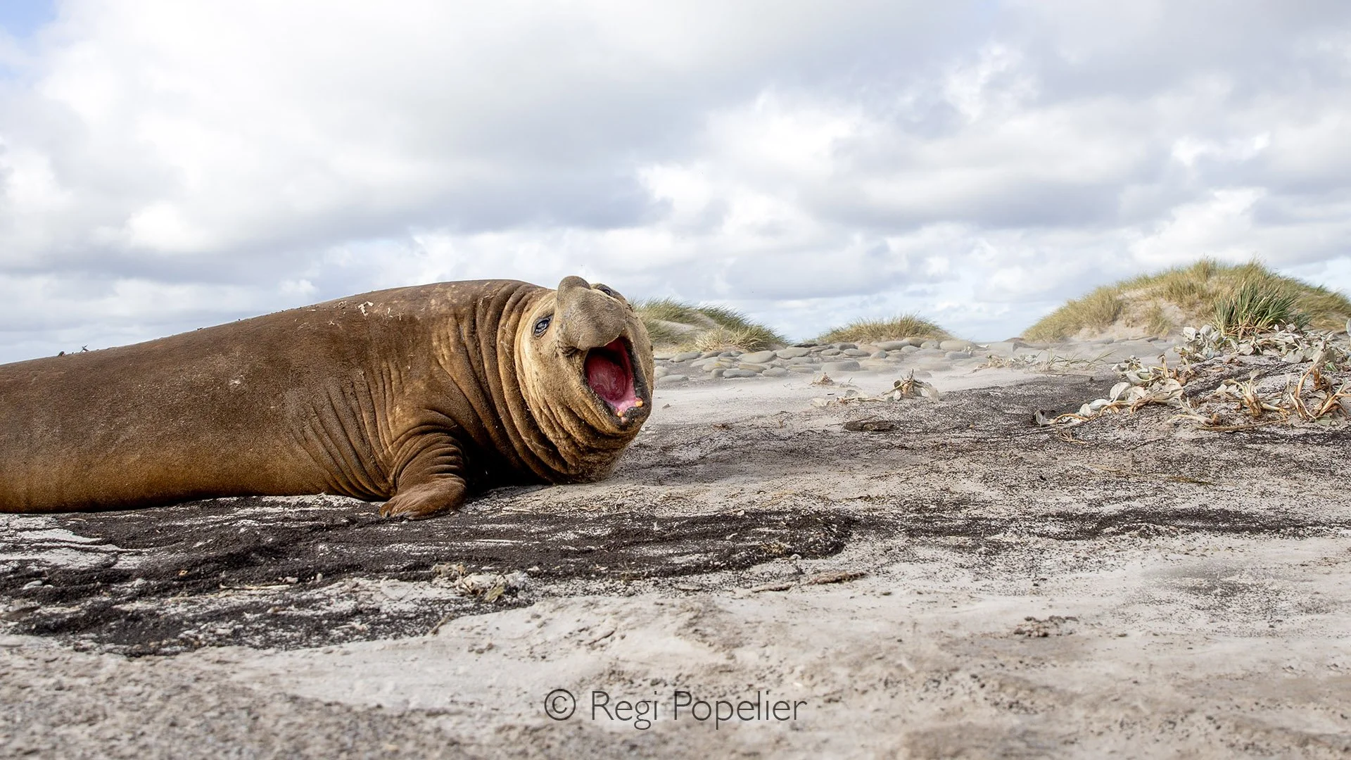 FAL026 - The king of the rookery: a male elephant seal during breeding season.