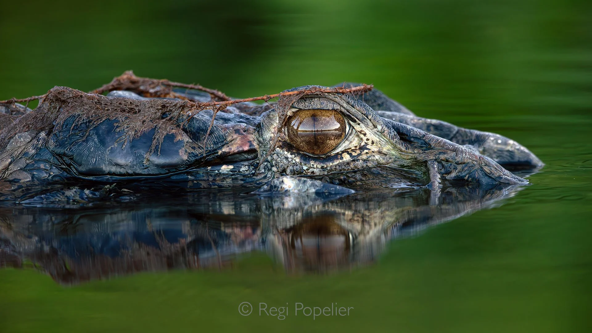 EQ007 - See the reflection in the eye while we were standing on a wooden bridge some 20 meters away. 
