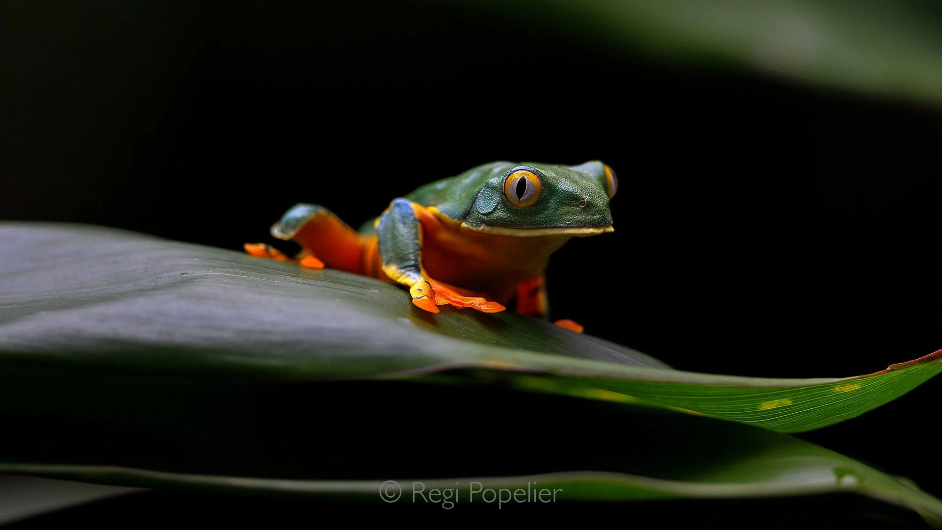 CR022 - A Golden-eyed Leaf Frog (Cruziohyla calcarifer) perches calmly on a leaf, its striking green and yellow coloration blending beautifully with the foliage, while its vivid golden eyes seem to glow in the dappled light.