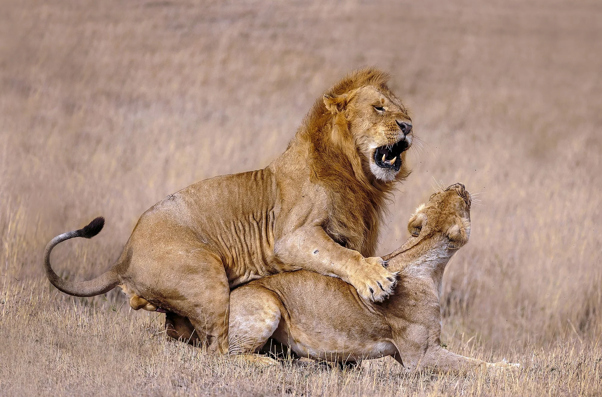 CA 012  Violent GF4P7717 B 145x95 cm Satijn kopiëren.jpg